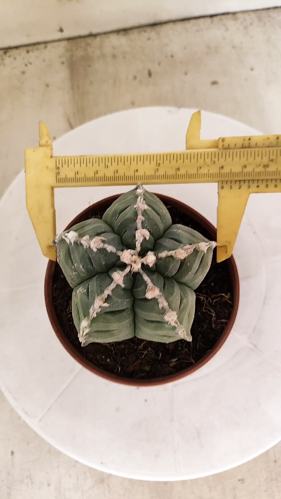 MATRIZ ASTROPHYTUM cv KIKKO Nº 1139 – vaso 11