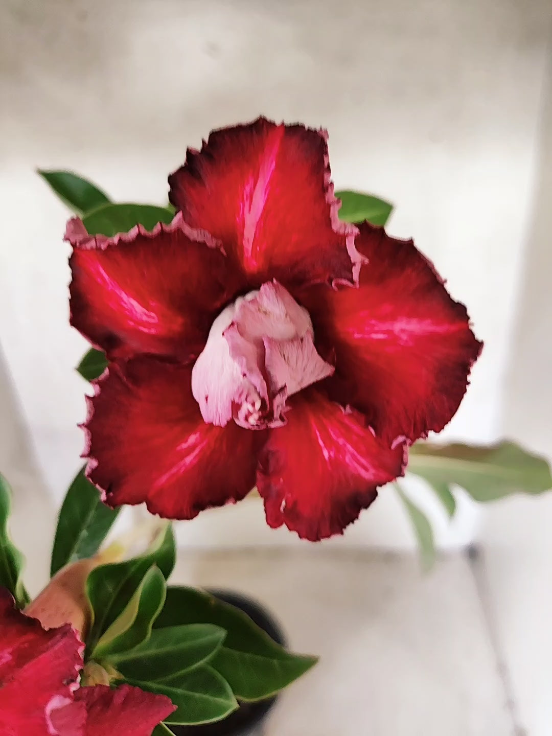 Planta Dobrada 3876 – 30cm – 02 anos