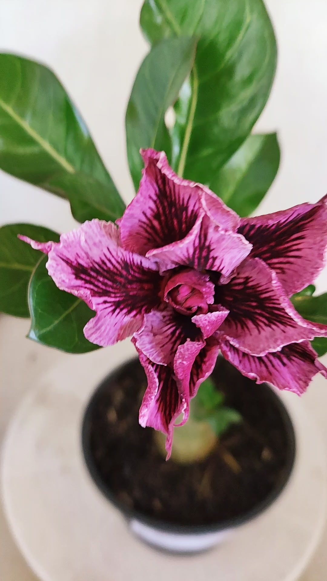 Planta Dobrada 4012 – 25cm – 01 ano - Vaso 15 (Cópia)