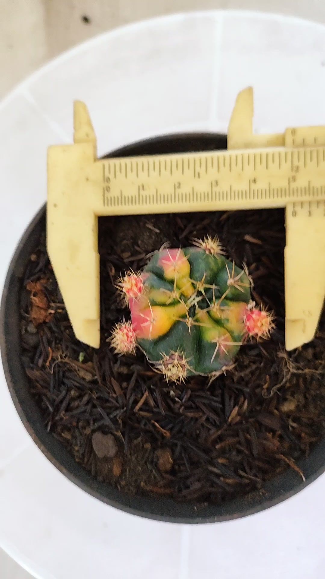 GYMNOCALYCIUM DAMSII Variegata Nº 627 – vaso 11