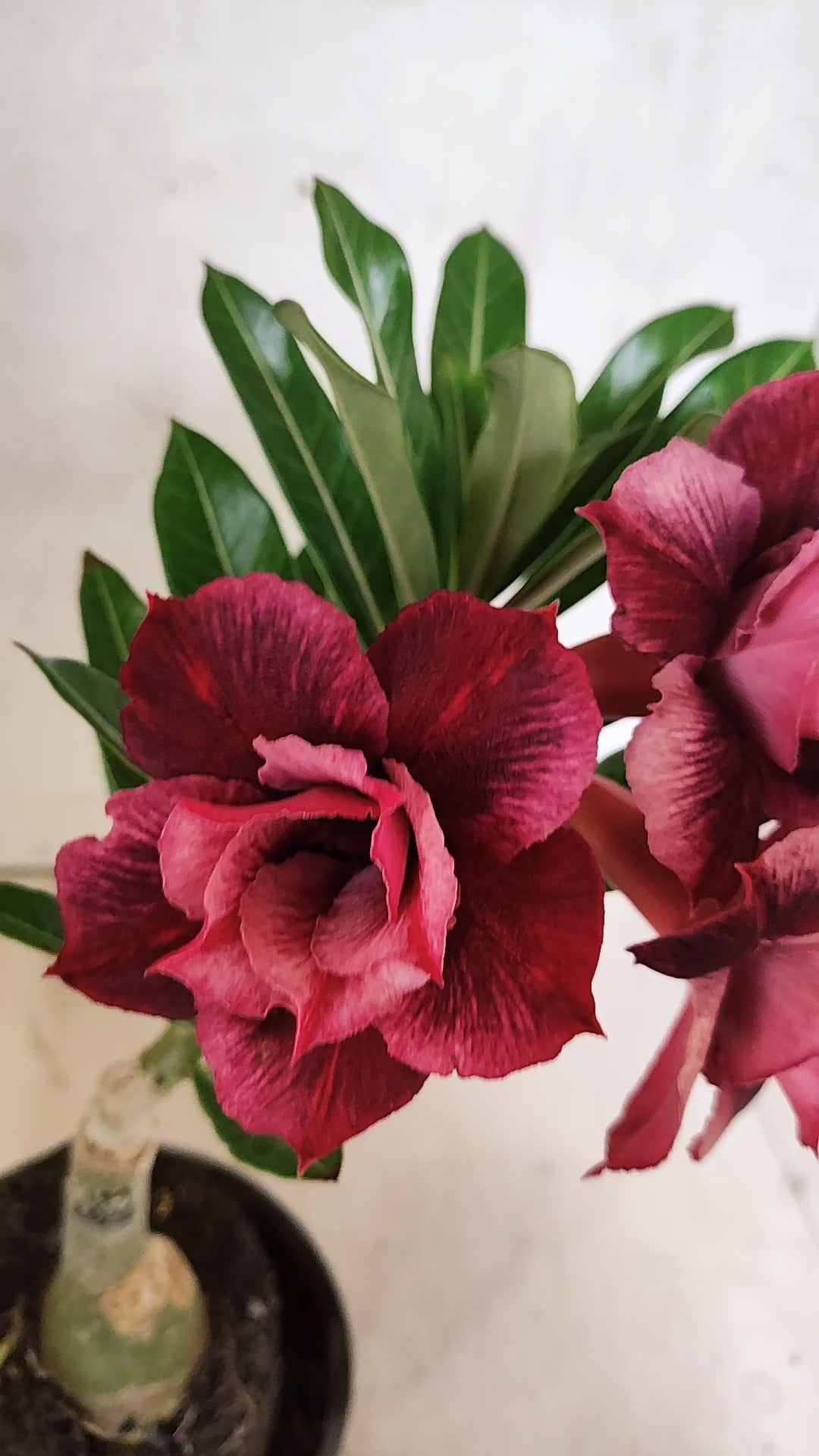 ENXERTO 12721 – 25cm (cor LM 1021)