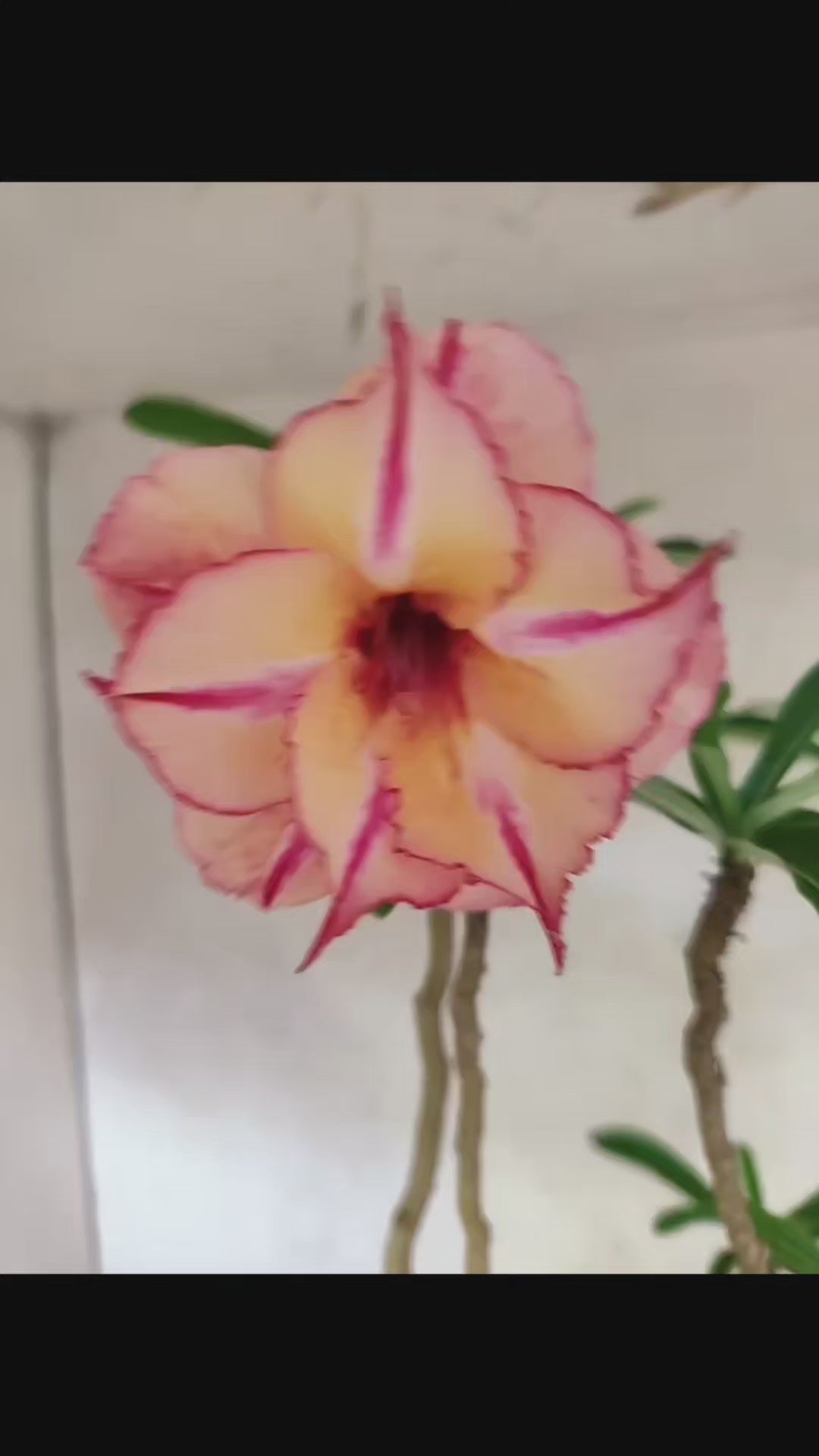 Planta Dobrada 3834 – 50cm – 04 anos