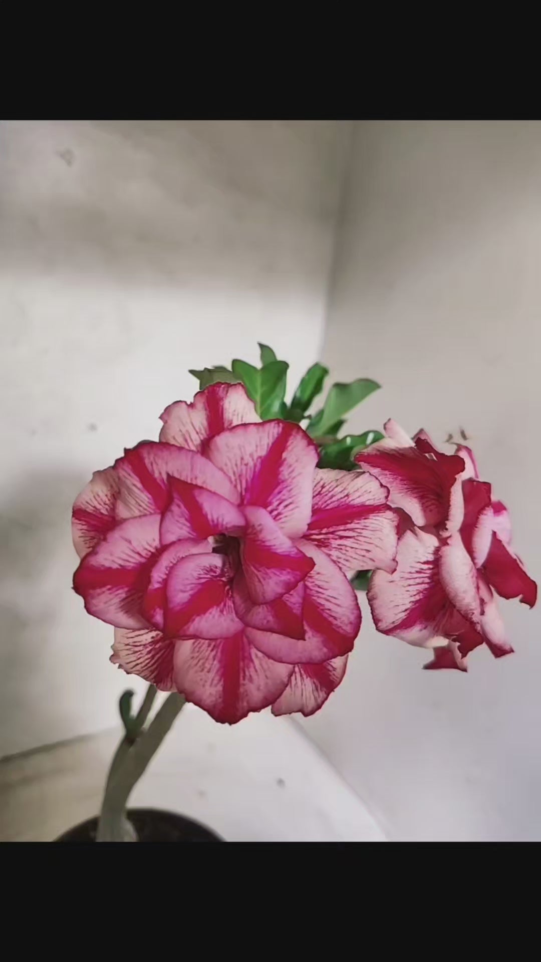 Planta Dobrada 3841 – 30cm – 03 anos