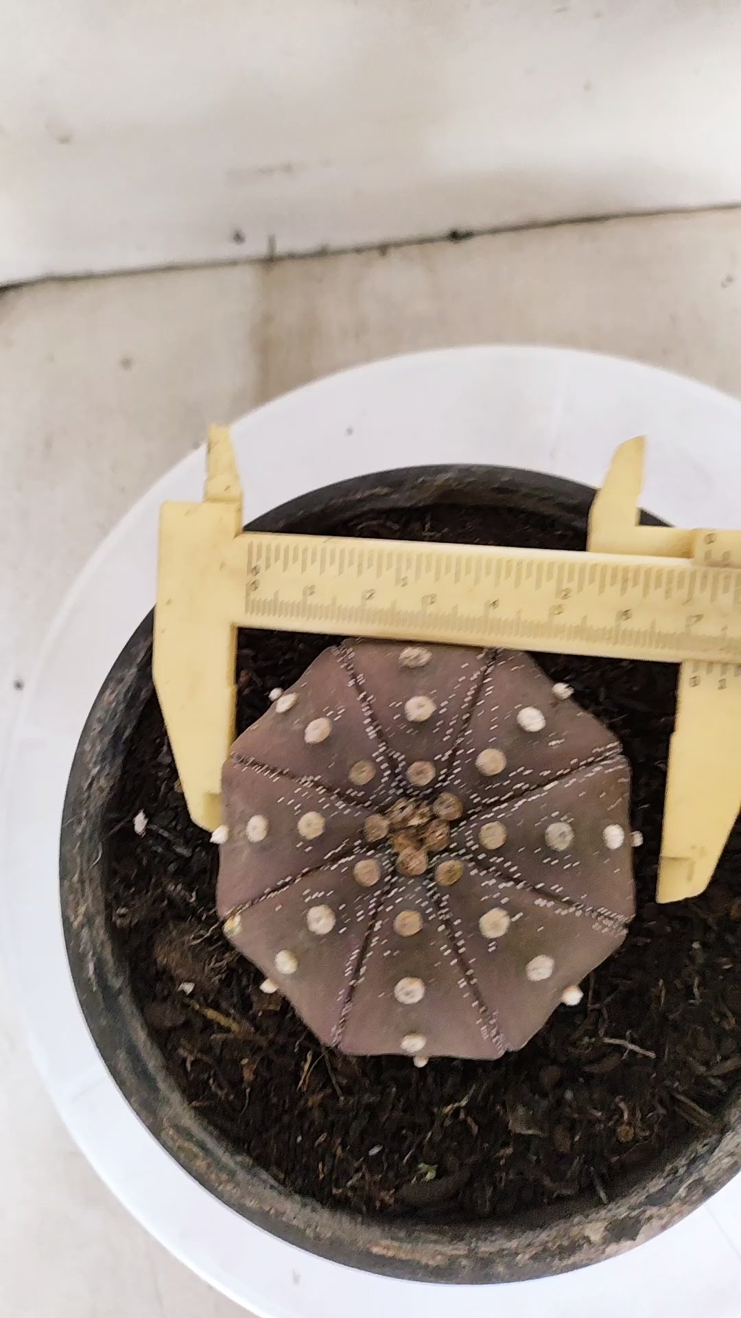 ASTROPHYTUM ASTERIAS "STAR SHAPE - PURPLE"   Nº 1154 – vaso 15