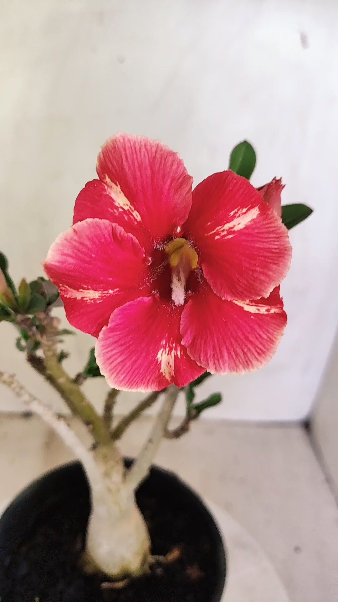 Planta Simples 3258 – 25cm – 01 ano