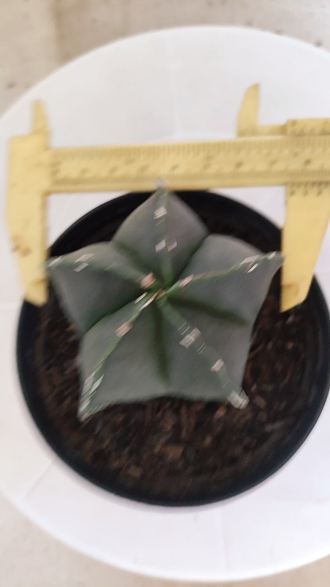 ASTROPHYTUM Myriostigma "Nudum" Nº 1255 – vaso 11