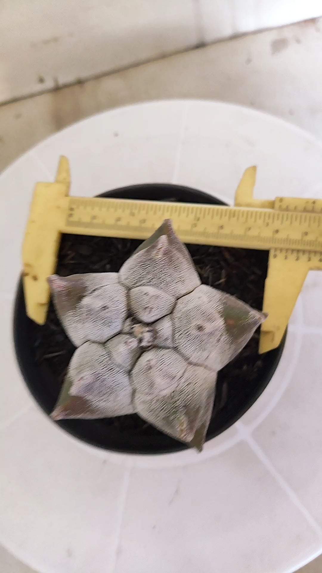 MATRIZ ASTROPHYTUM cv KIKKO   Nº 1340 – vaso 11