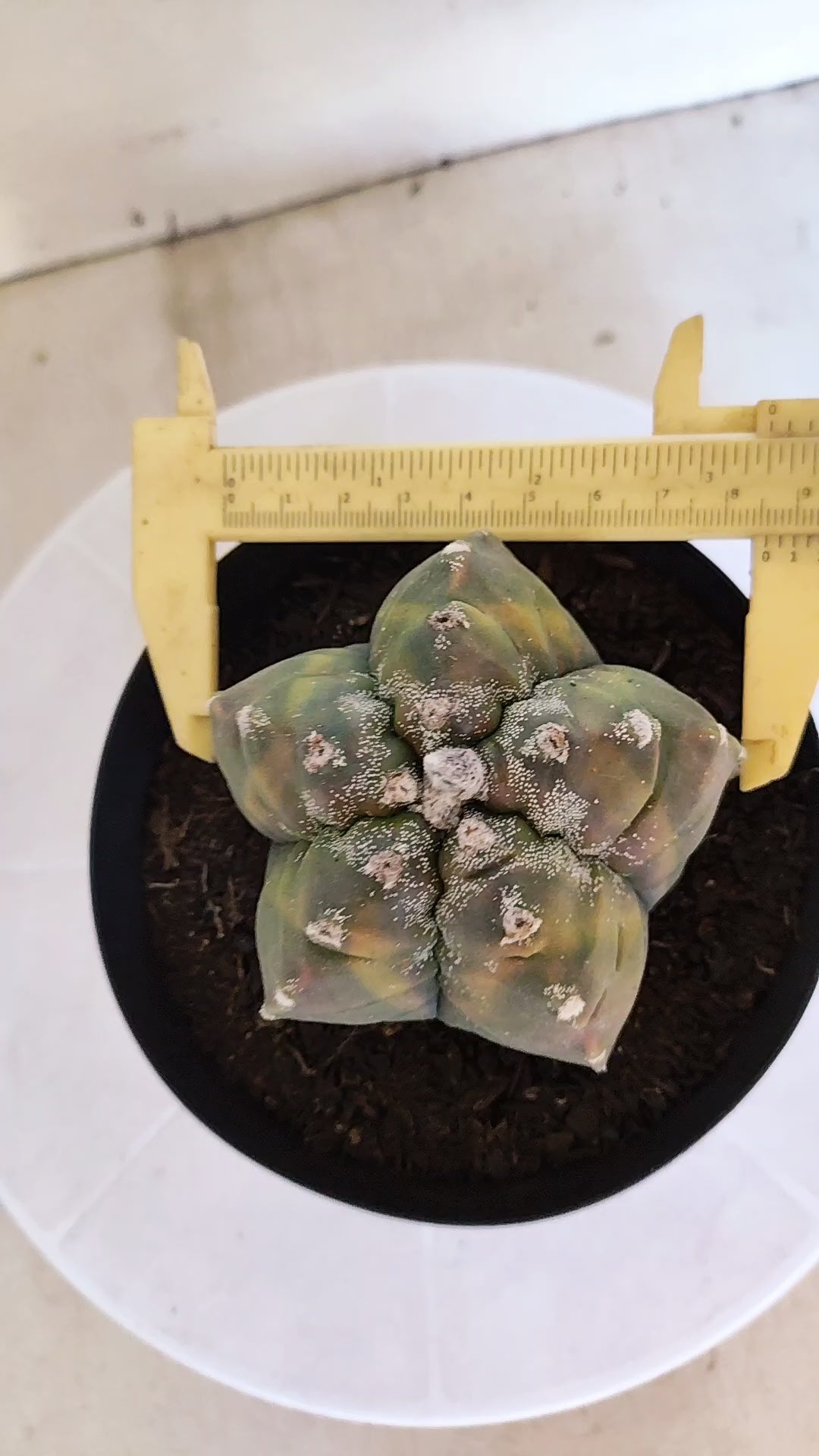 ASTROPHYTUM cv KIKKO Nº 1185 "Variegata" - vaso 15