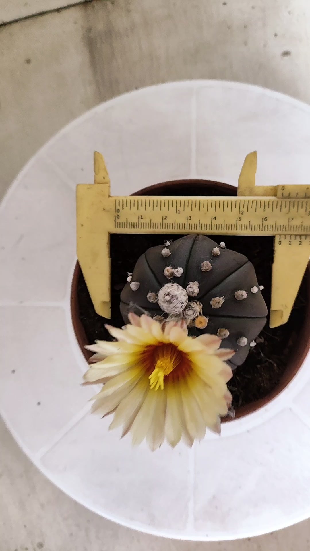 ASTROPHYTUM ASTERIAS  "Purple" STAR SHAPE "Akabana" Nº 1052 – vaso 11