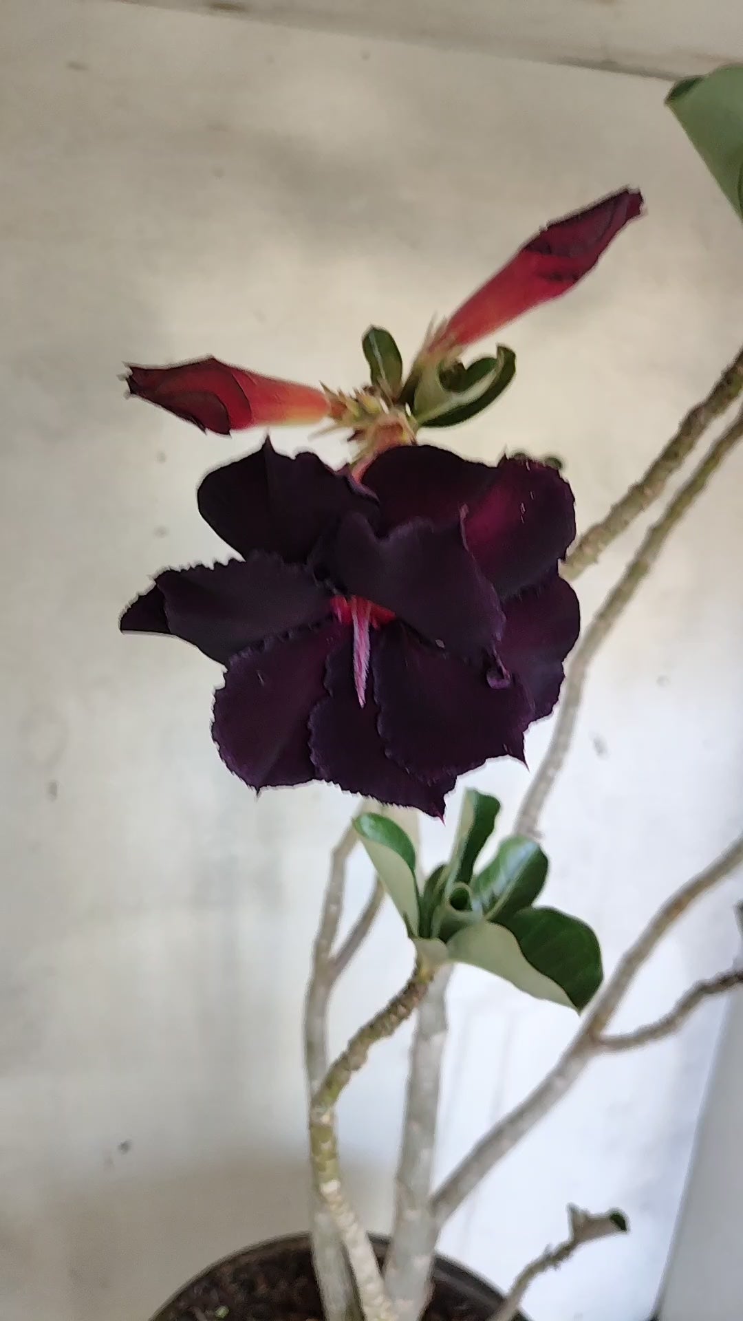 Planta Dobrada 3988 – 50cm – 04 anos