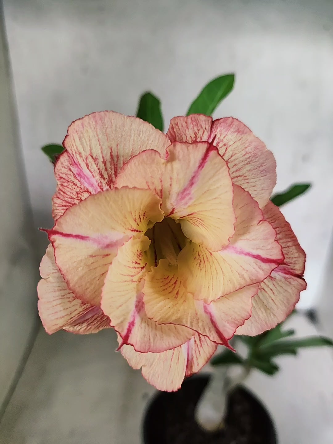 Planta Dobrada 3851 – 30cm – 02 anos