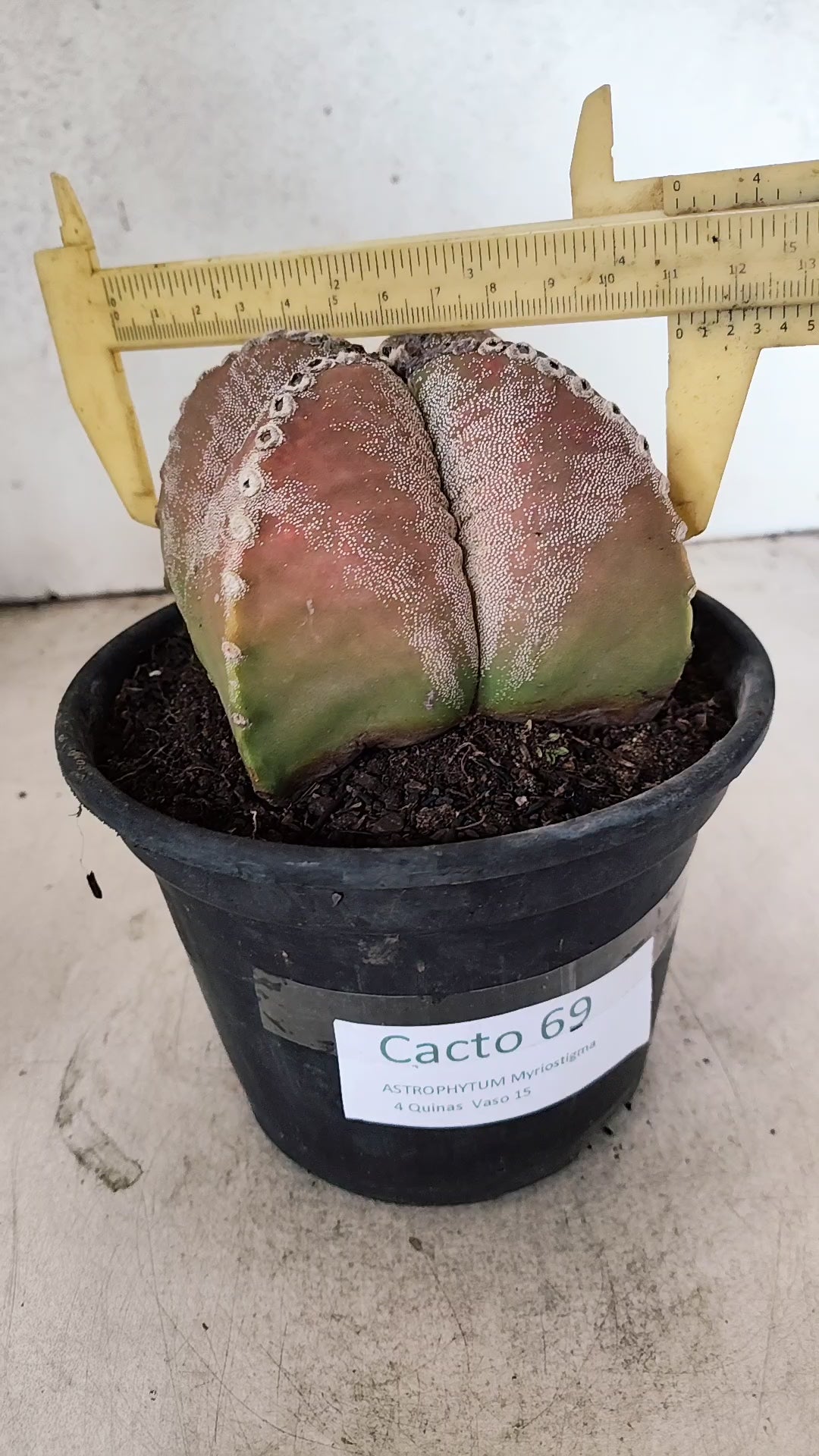 ASTROPHYTUM MYRIOSTIGMA "4 Quinas"  Nº 69 – vaso 15