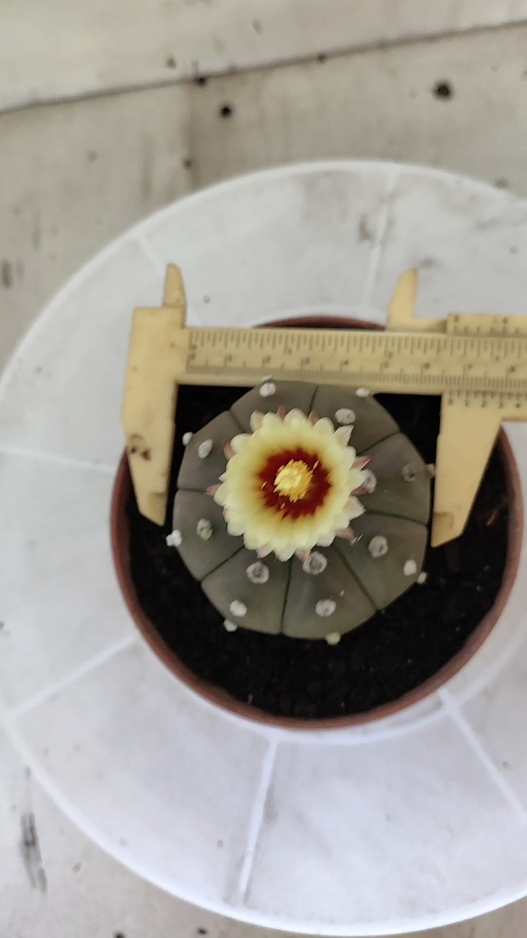 ASTROPHYTUM ASTERIAS “Purple”  Nº 1403 – vaso 11
