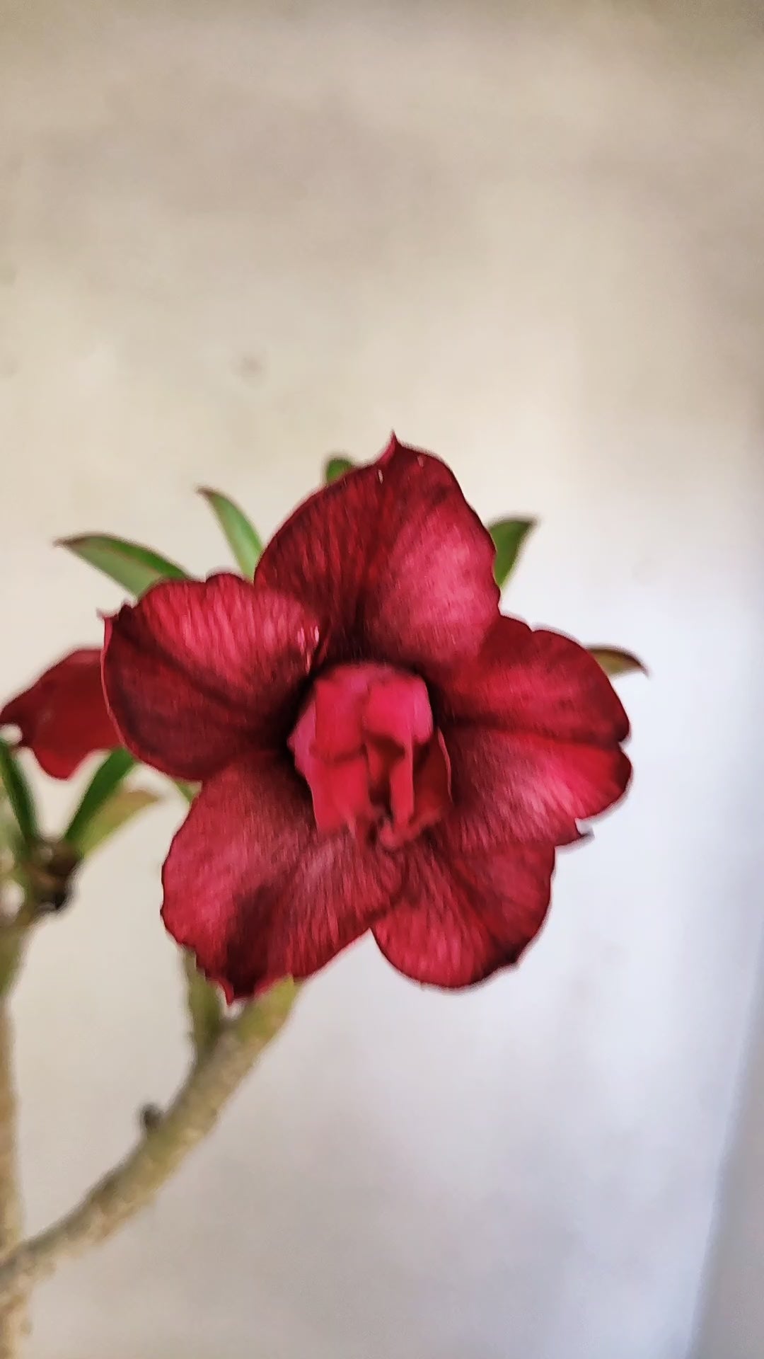 Planta Dobrada 3961 – 30cm – 02 anos