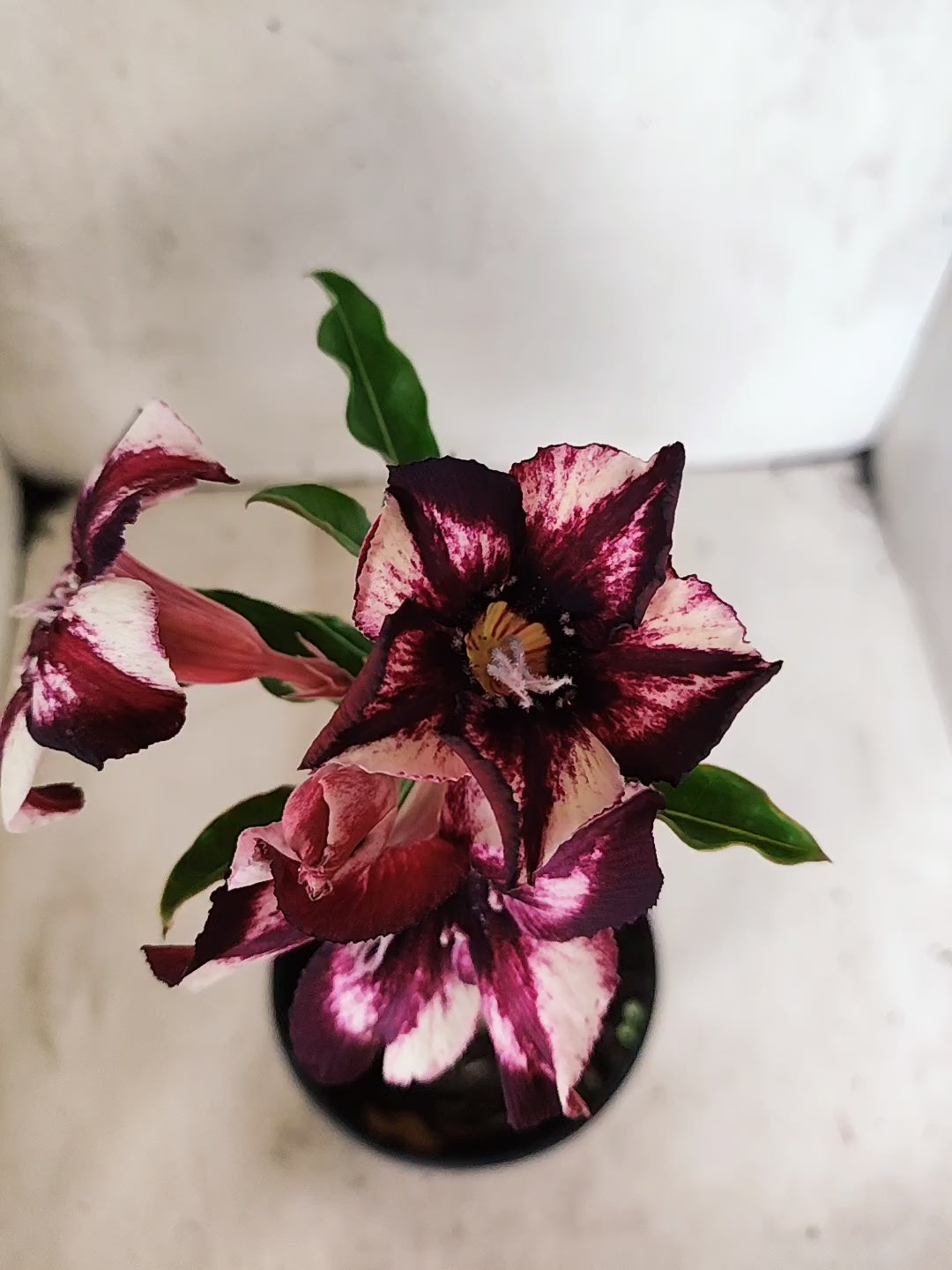 ENXERTO 12678 – 20cm (cor LM 989) Id: Estrela Purpura