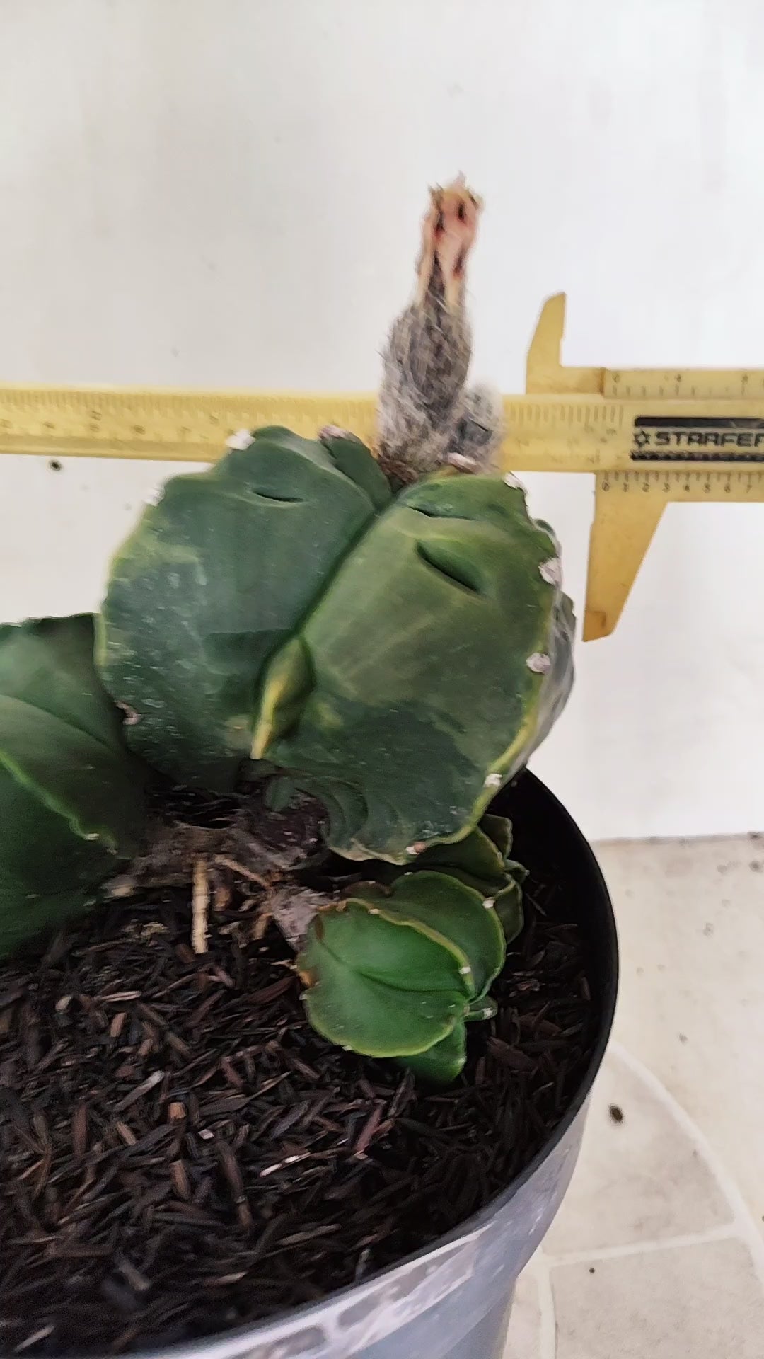 Matriz ASTROPHYTUM MYRIOSTIGMA KIKKO "Colônia" Nº 752 – vaso 17