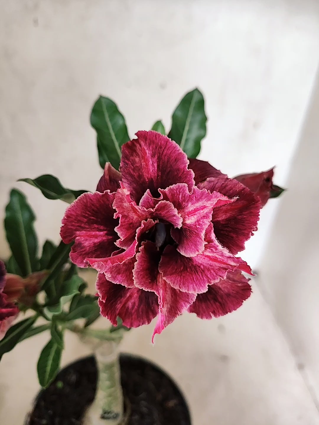 ENXERTO 12440 – 20cm (cor LM 1008)