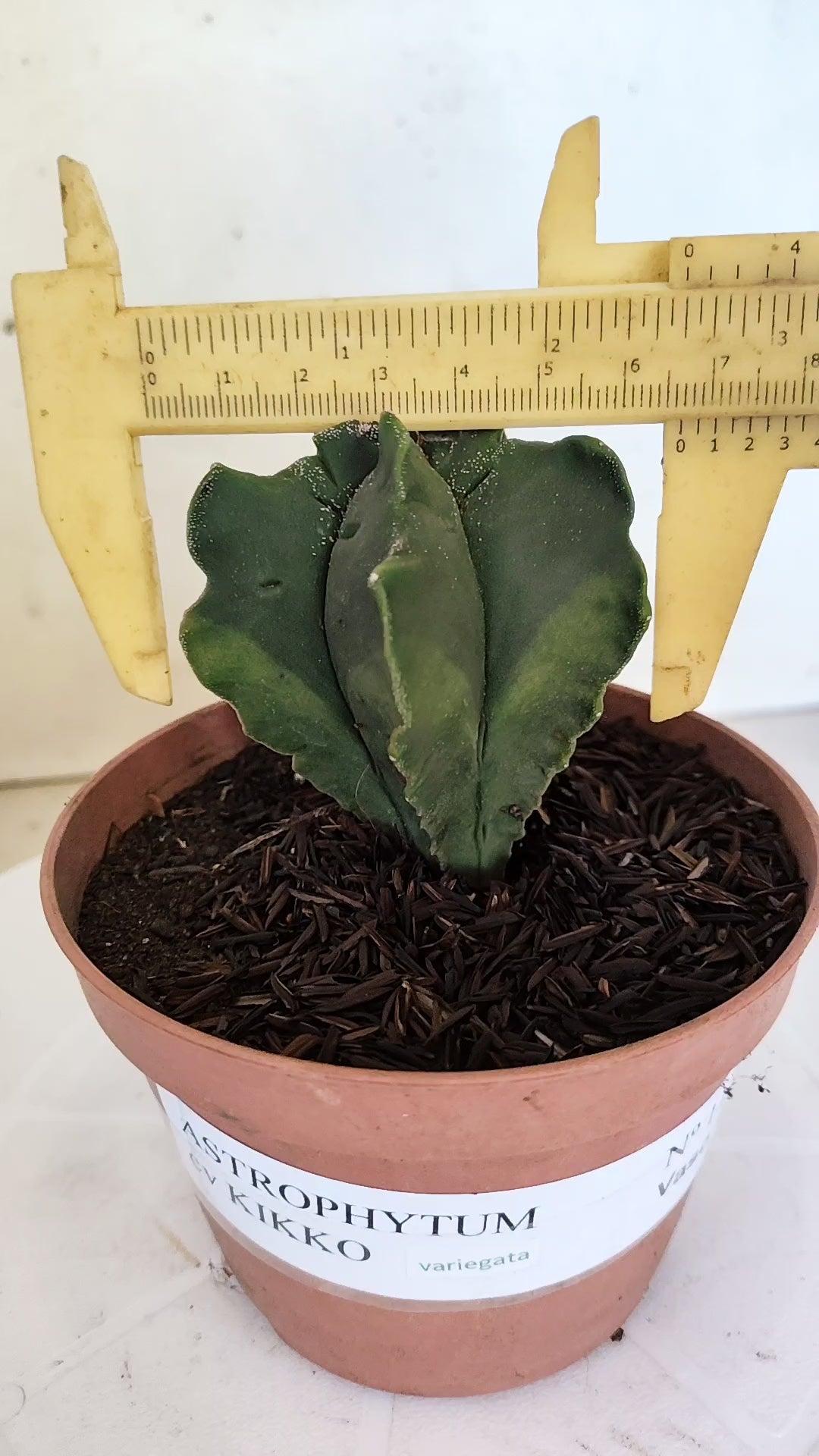 ASTROPHYTUM MYRIOSTIGMA CV KIKKO "Variegata" Nº 1150 – vaso 11