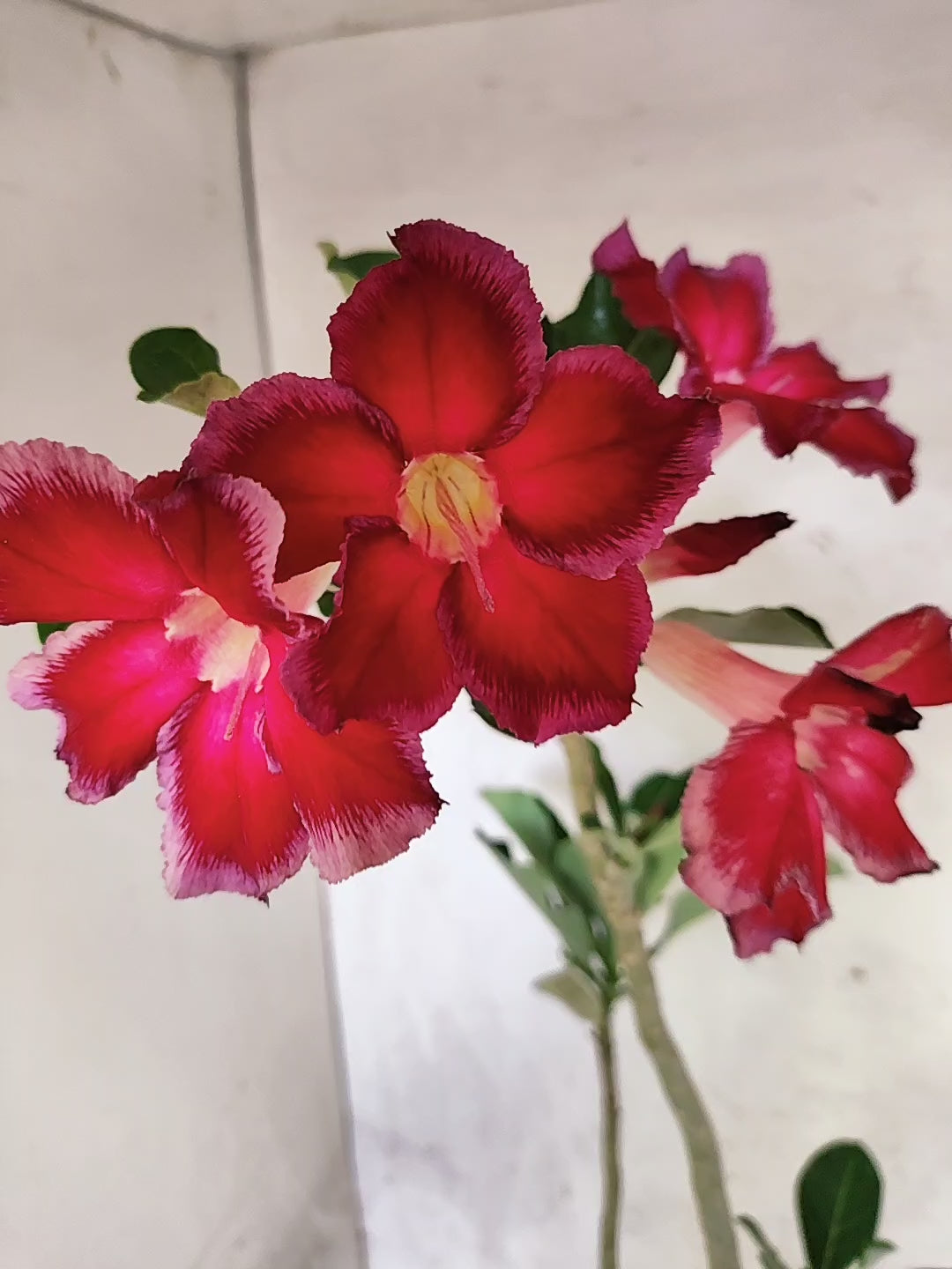 Planta Simples 3503 – 35cm – 03 anos