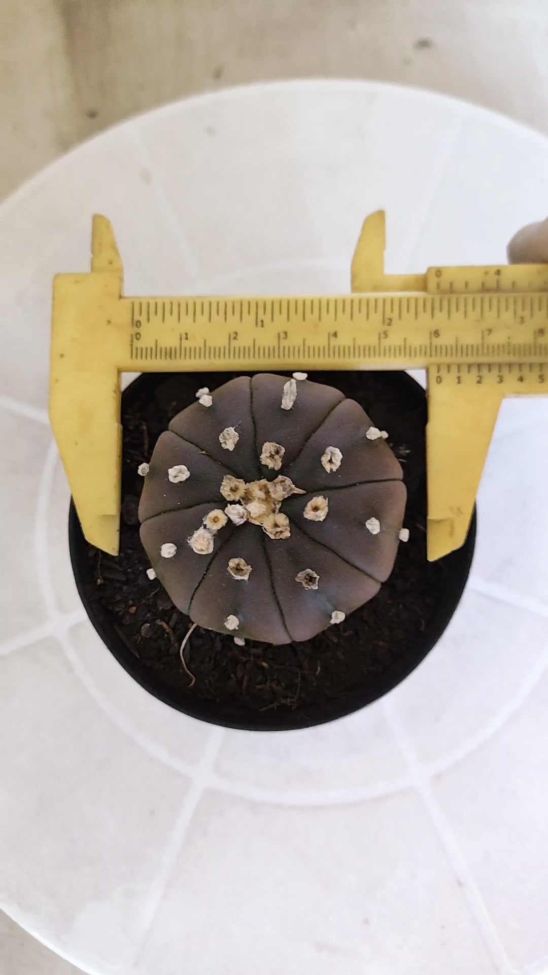 ASTROPHYTUM ASTERIAS “Purple”  Nº 1261 – vaso 09