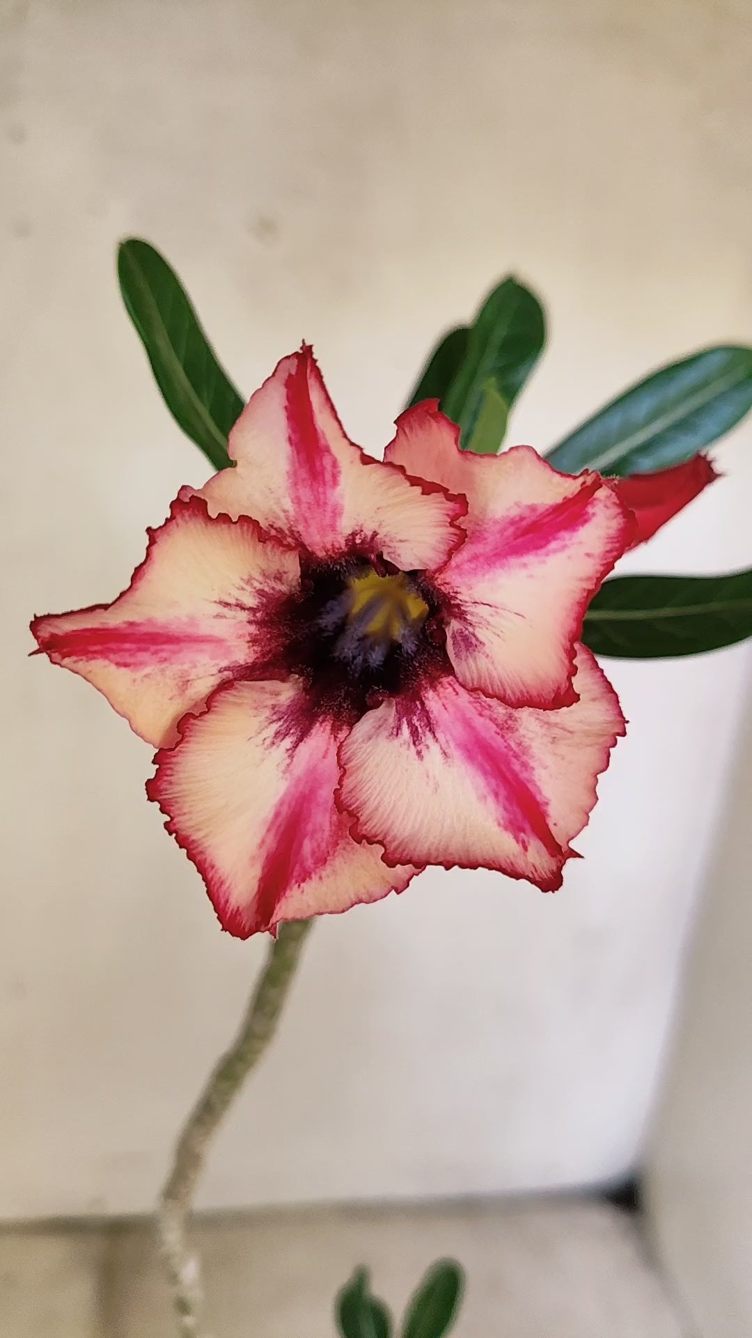 Planta Simples 3232 – 30cm – 02 anos
