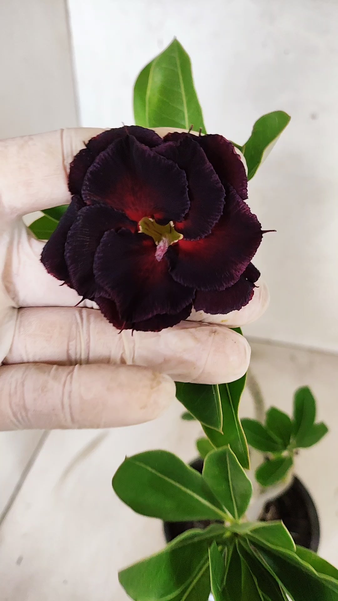 Planta Dobrada 3918 – 30cm – 02 anos