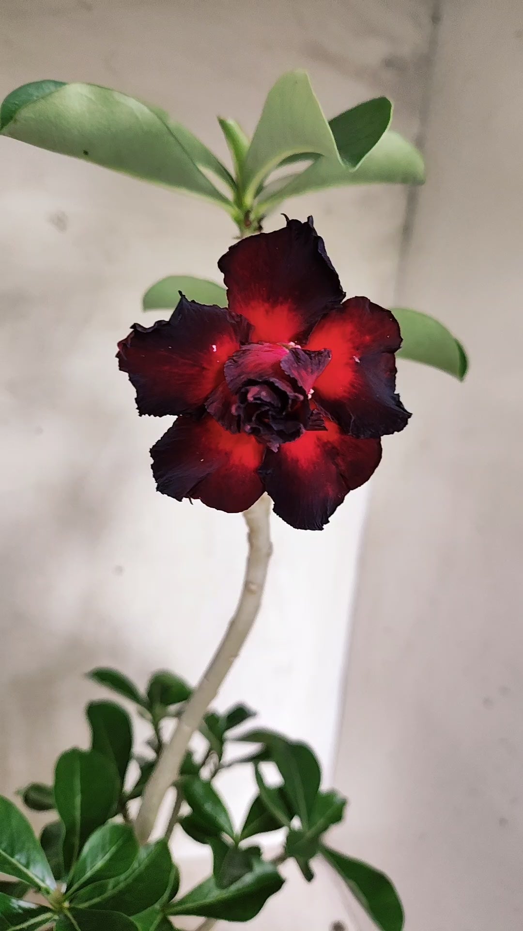 Planta Dobrada 4035 – 30cm – 02 anos - Vaso 15