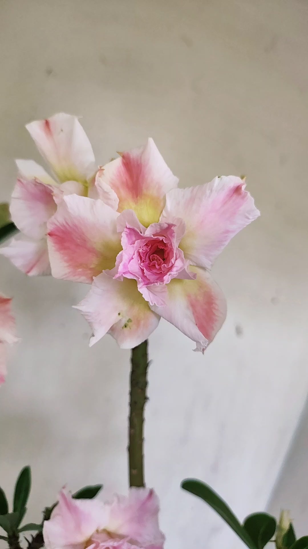 Planta Dobrada 4043 – 40cm – 03 anos - Vaso 20