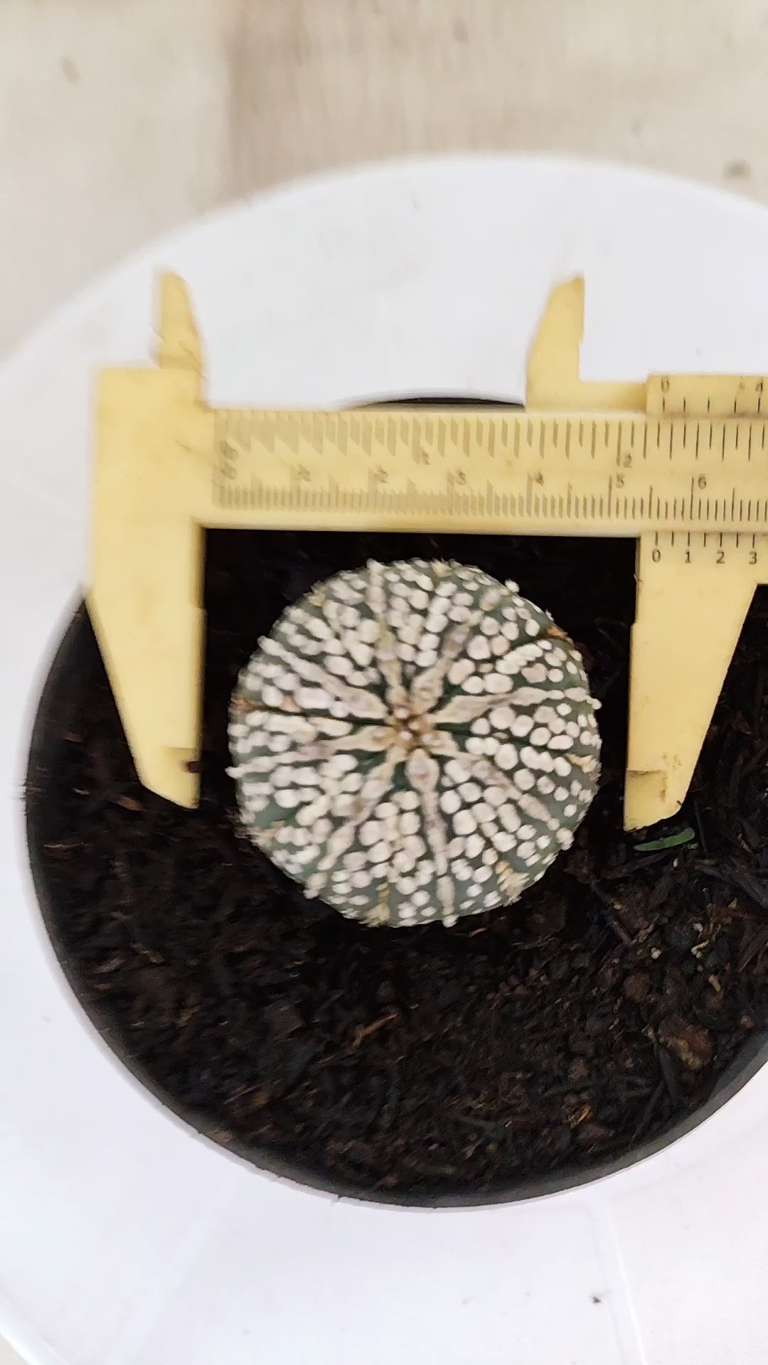 ASTROPHYTUM ASTERIAS "SUPER KABUTO"   Nº 1076 – vaso 11