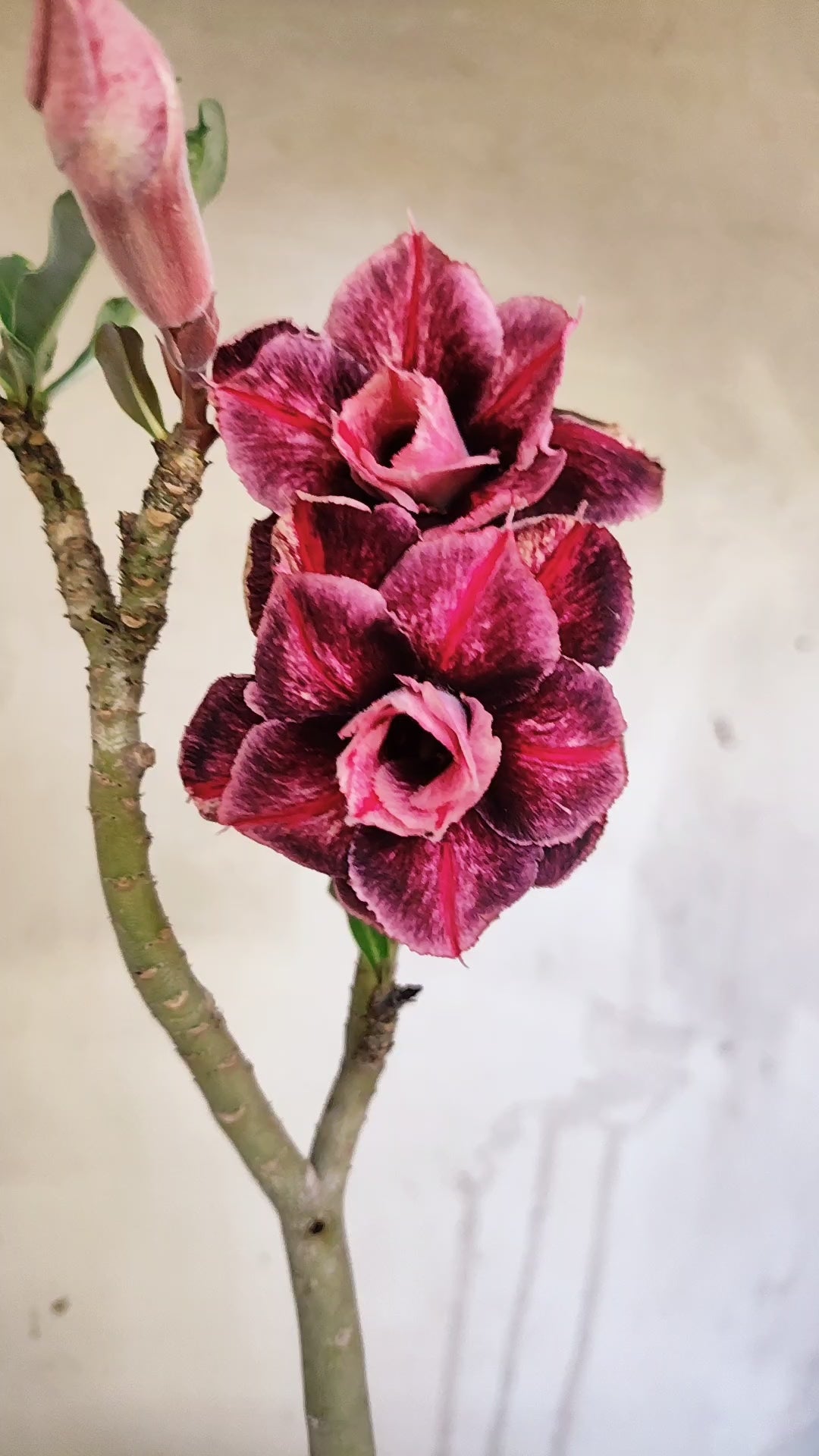 Planta Dobrada 3985 – 30cm – 02 anos