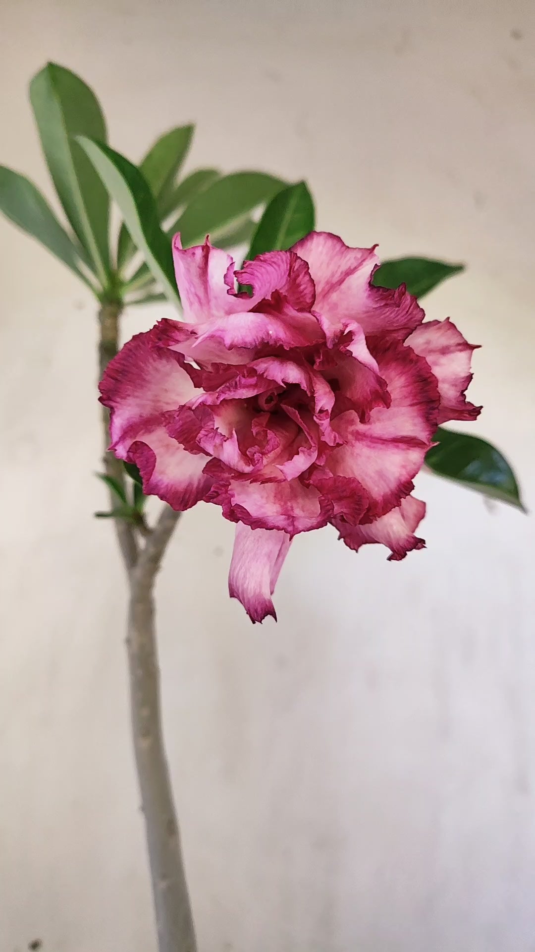 Planta Dobrada 4058 – 30cm – 02 anos - Vaso 15