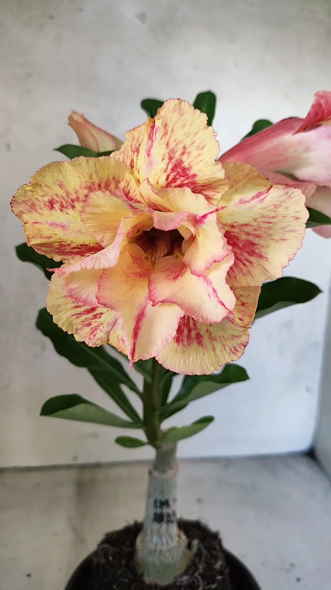 ENXERTO 12740 – 25cm (cor LM 1023)