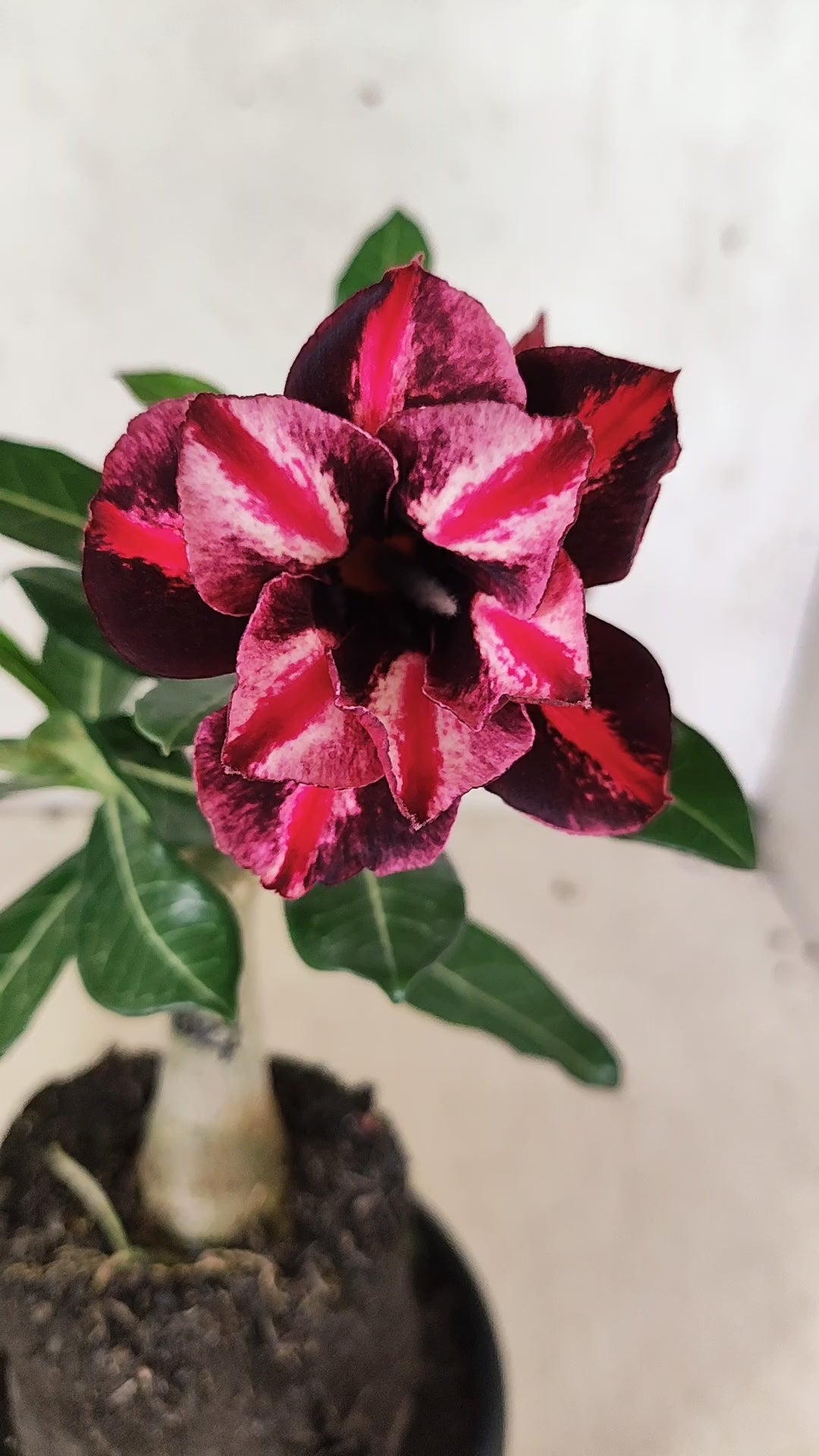 ENXERTO 12608 – 20cm (cor LM 1027)