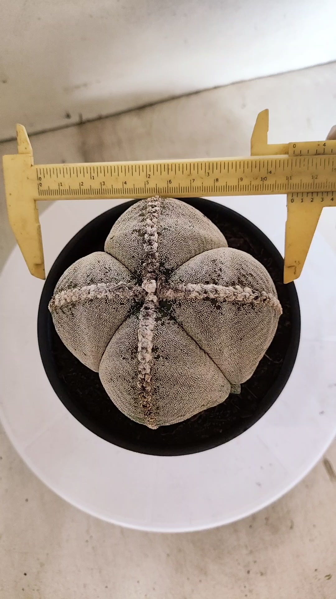 ASTROPHYTUM MYRIOSTIGMA "4 Quinas"  Nº 158 – vaso 15