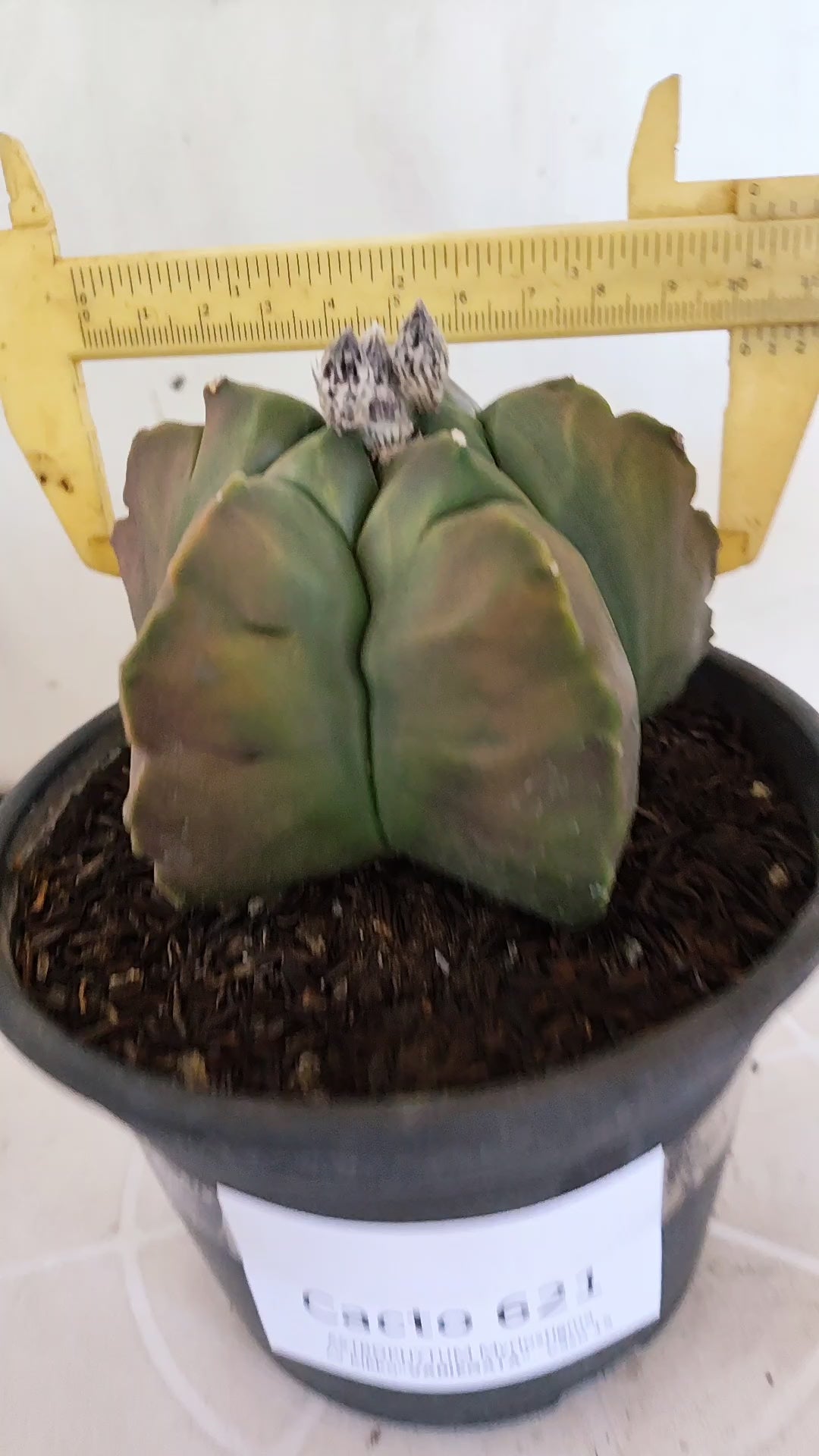 MATRIZ ASTROPHYTUM cv KIKKO "Variegata"  Nº 621  – vaso 15