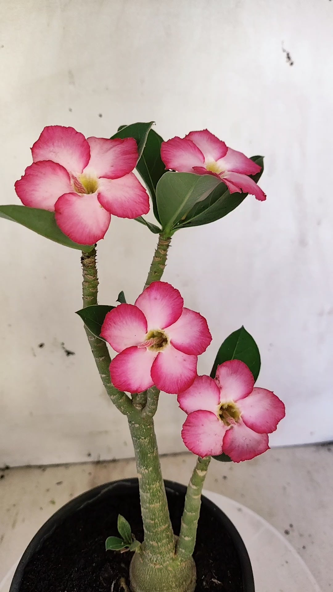 Planta ARABICUM 174 – 30cm – 03 anos