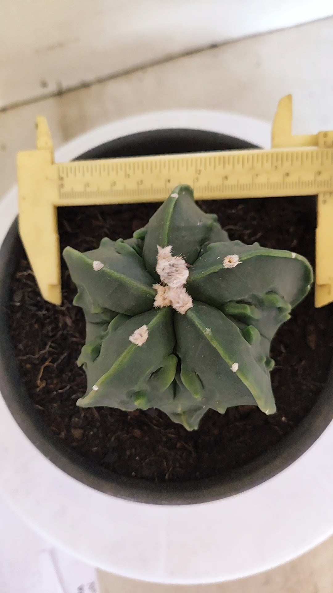 MATRIZ ASTROPHYTUM Myriostigma FUKURYU  Nº 1123 – vaso 15