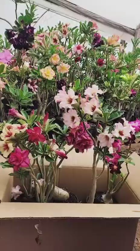 1 Rosa do Deserto Sortidas - Cores Especiais (Loteria)