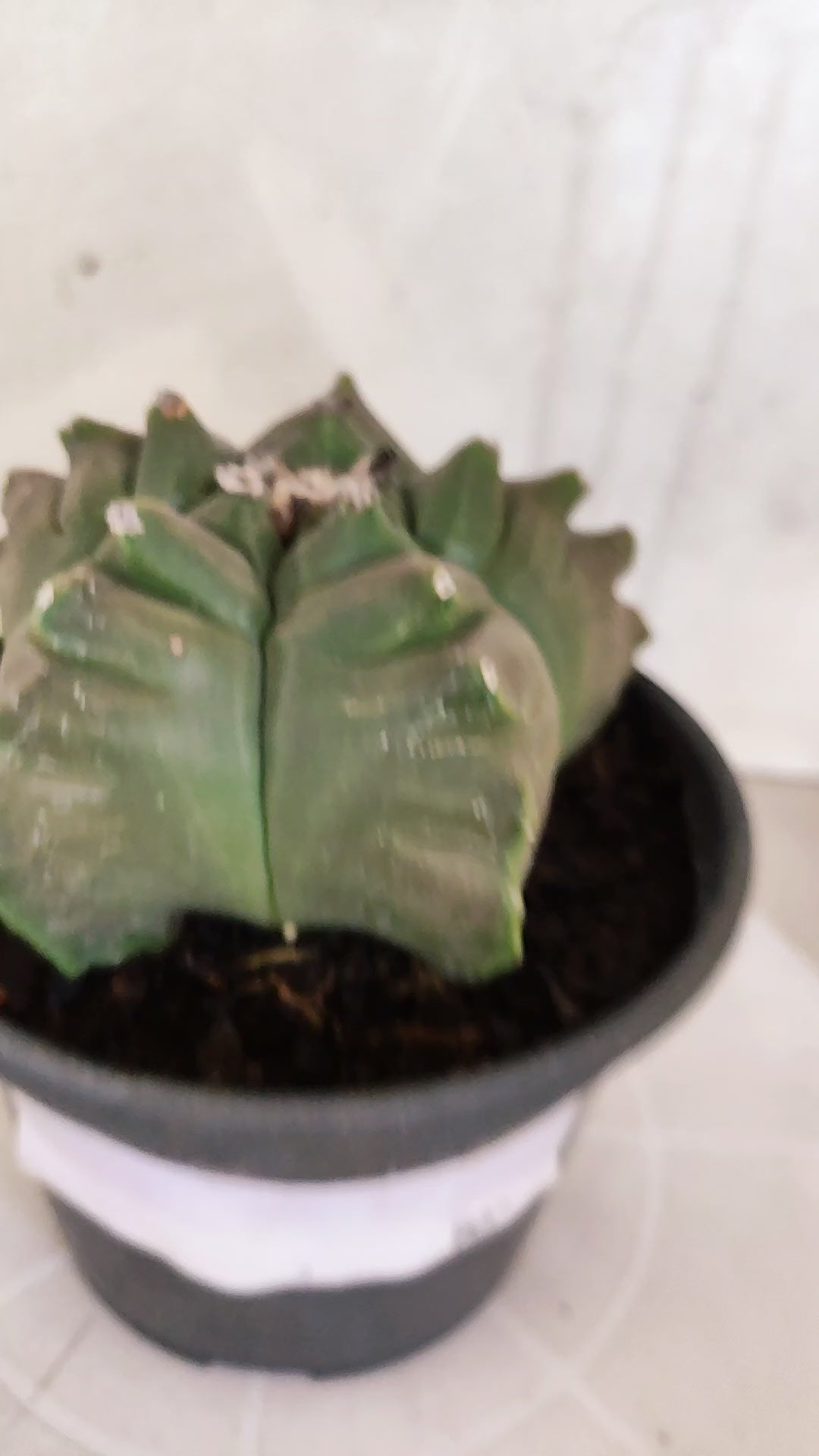 MATRIZ ASTROPHYTUM cv KIKKO   Nº 1261 – vaso 15