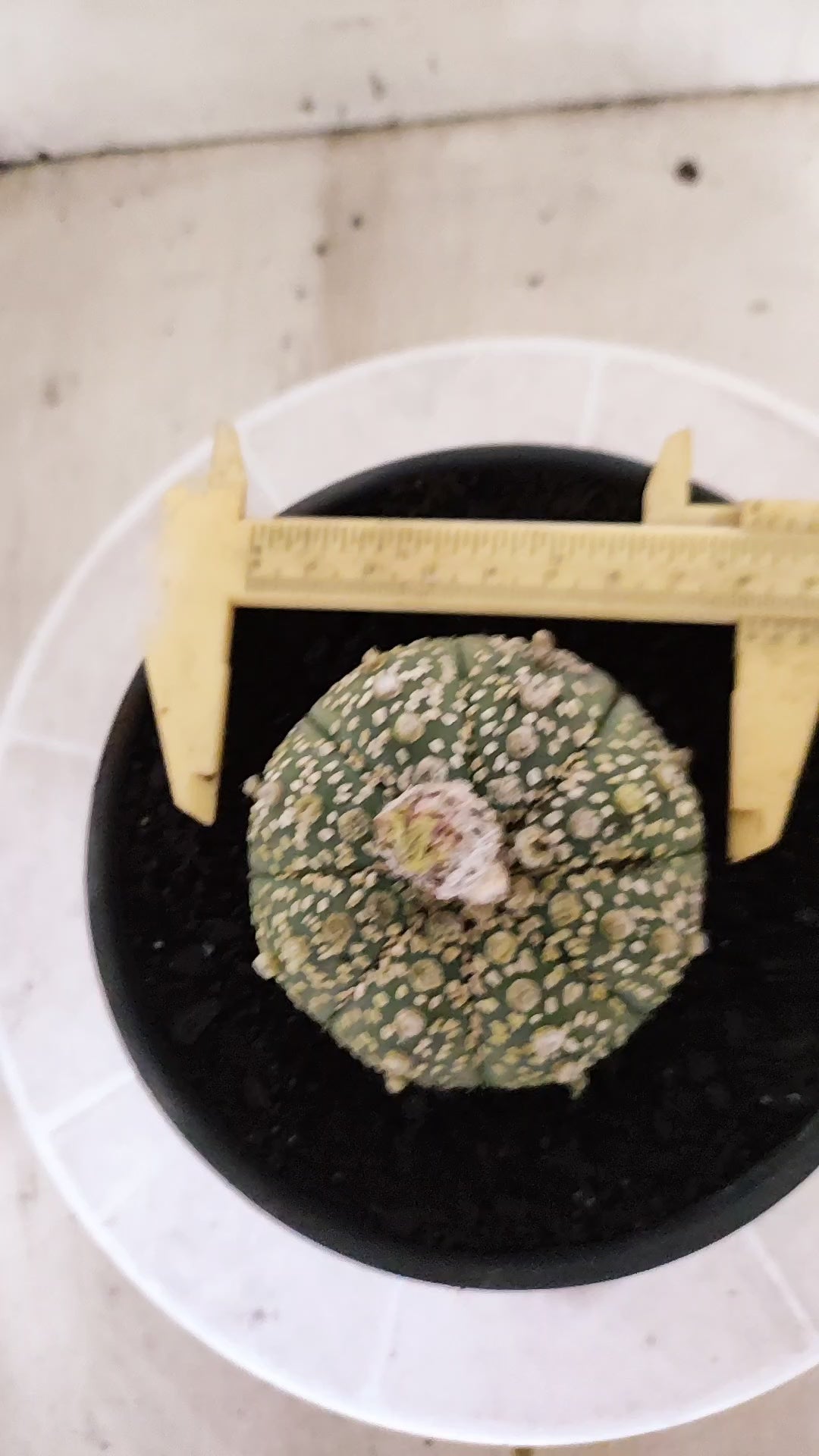 ASTROPHYTUM ASTERIAS  "SUPER KABUTO"  Nº 1784 – vaso 15