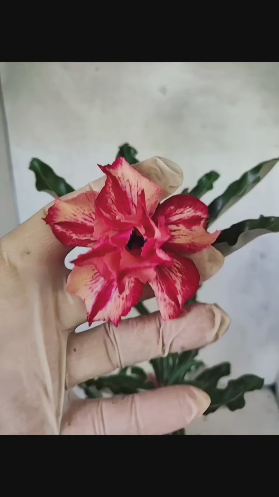 Planta Dobrada 3804 – 35cm – 03 anos