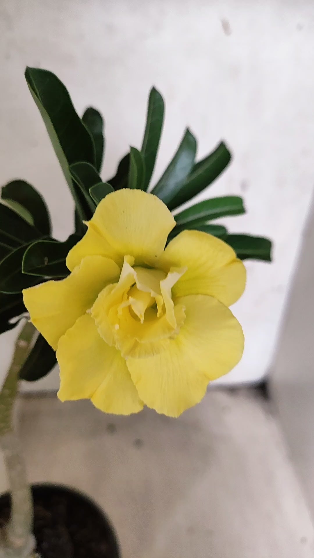 Planta Dobrada 3928 – 30cm – 02 anos