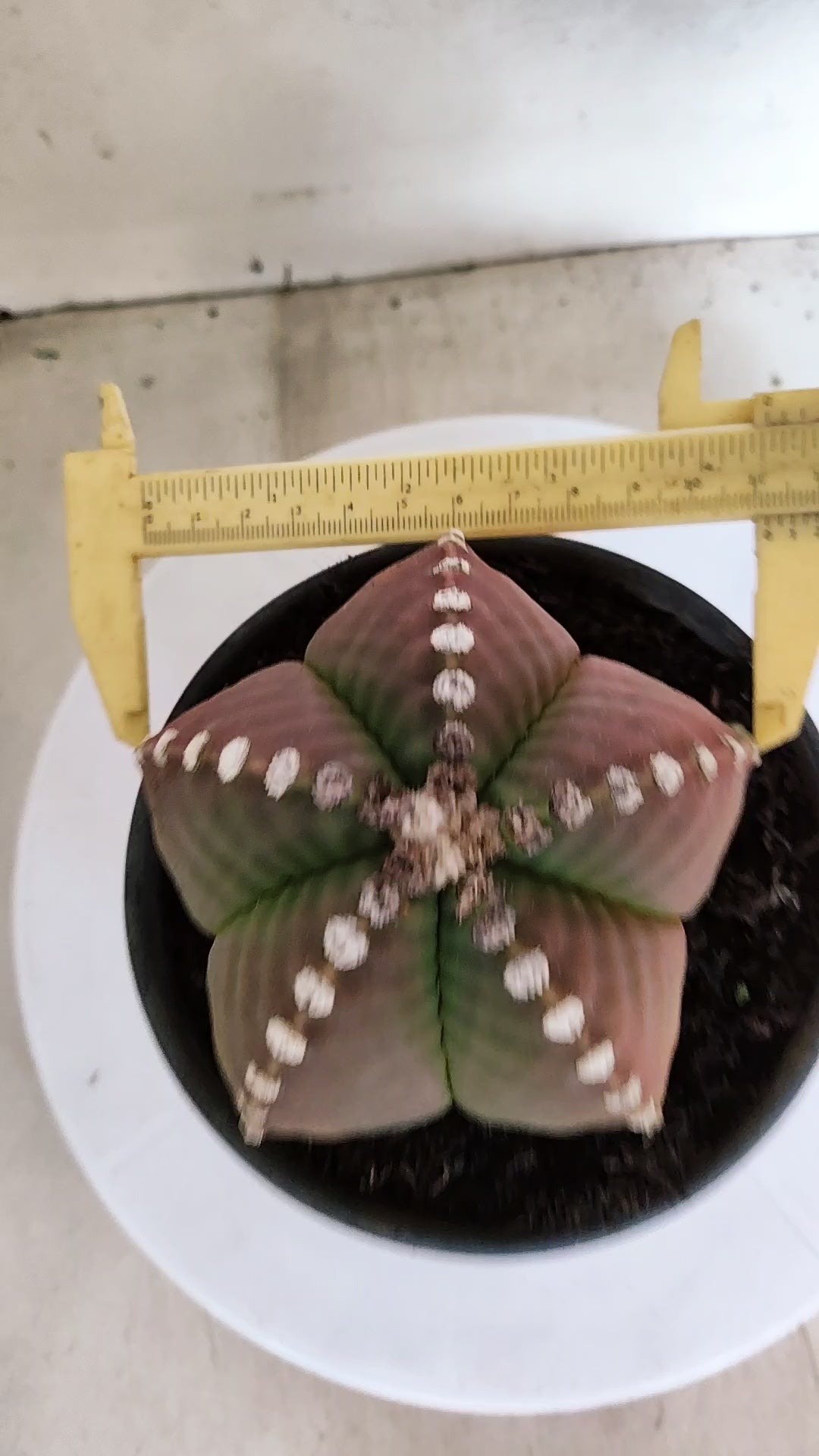 MATRIZ ASTROPHYTUM cv KIKKO   Nº 1153 – vaso 15