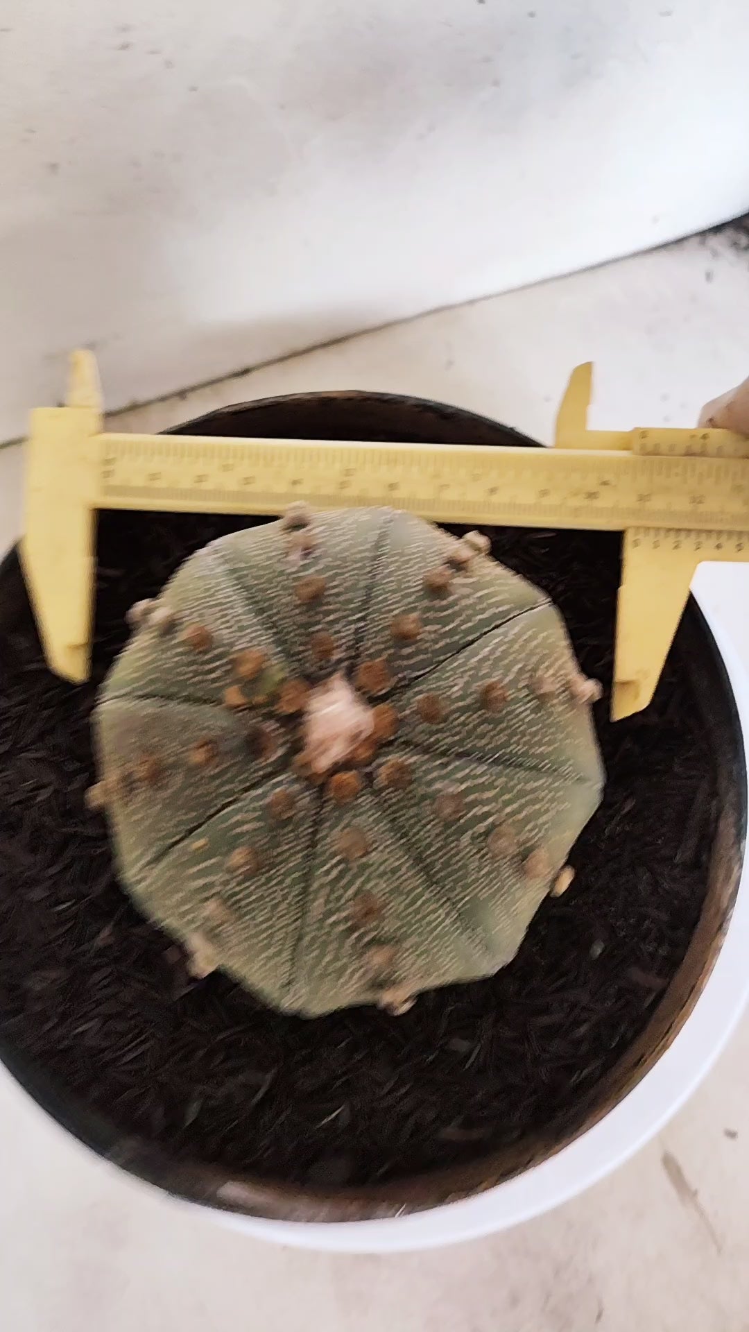 ASTROPHYTUM ASTERIAS STAR SHAPE Nº 1153 – vaso 17