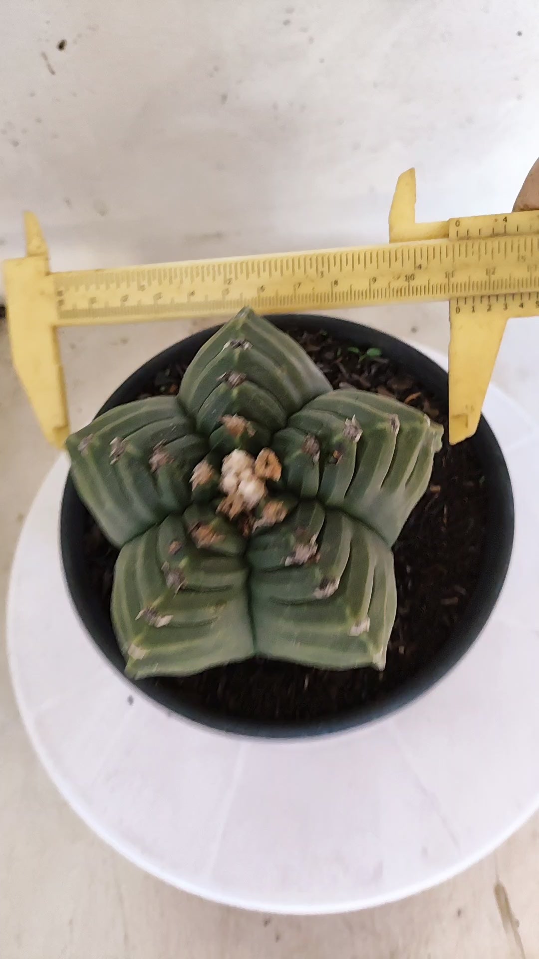 ASTROPHYTUM cv KIKKO Nº 1143  - vaso 15