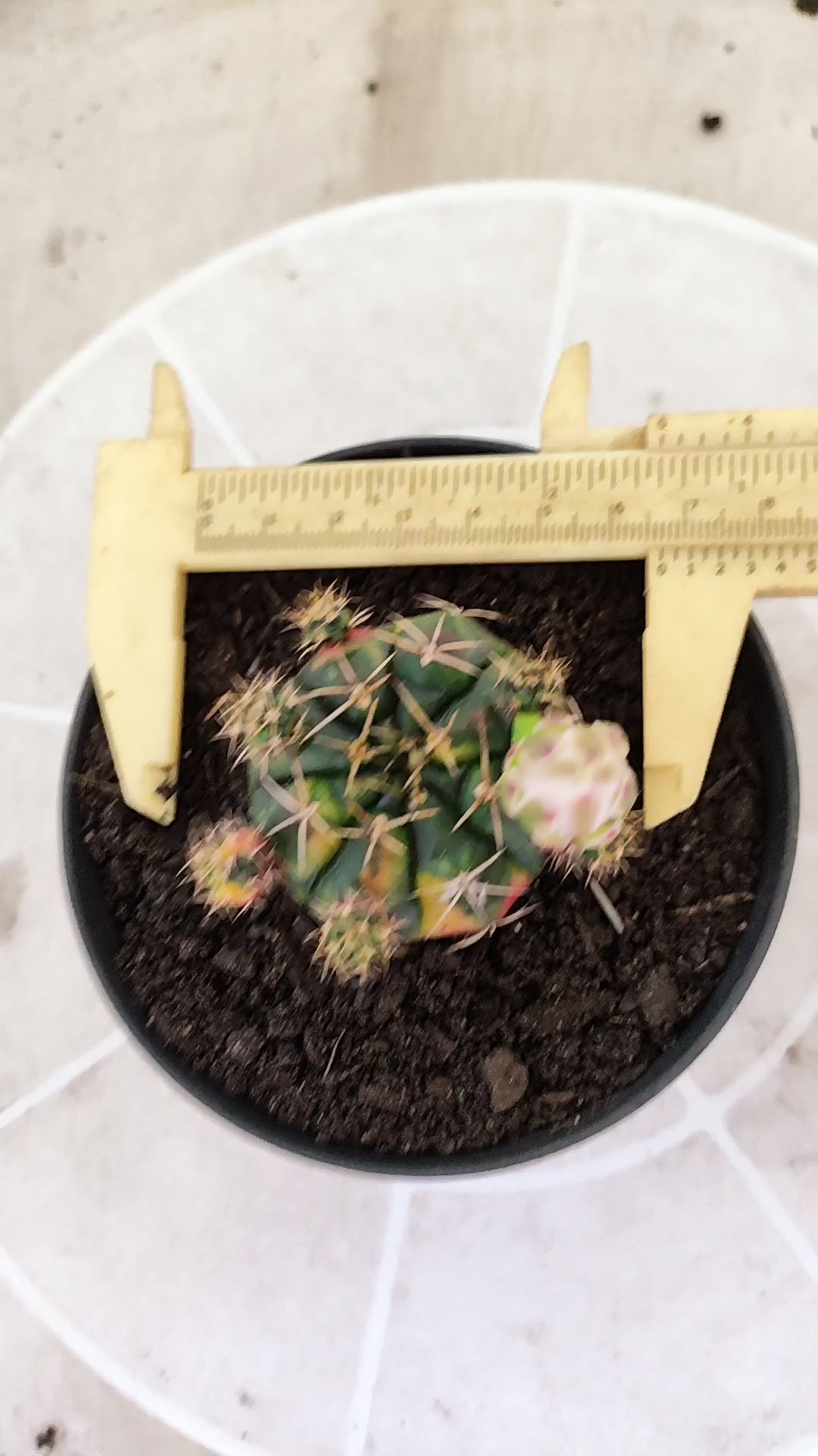 GYMNOCALYCIUM DAMSII Variegata Nº 1736 – vaso 11