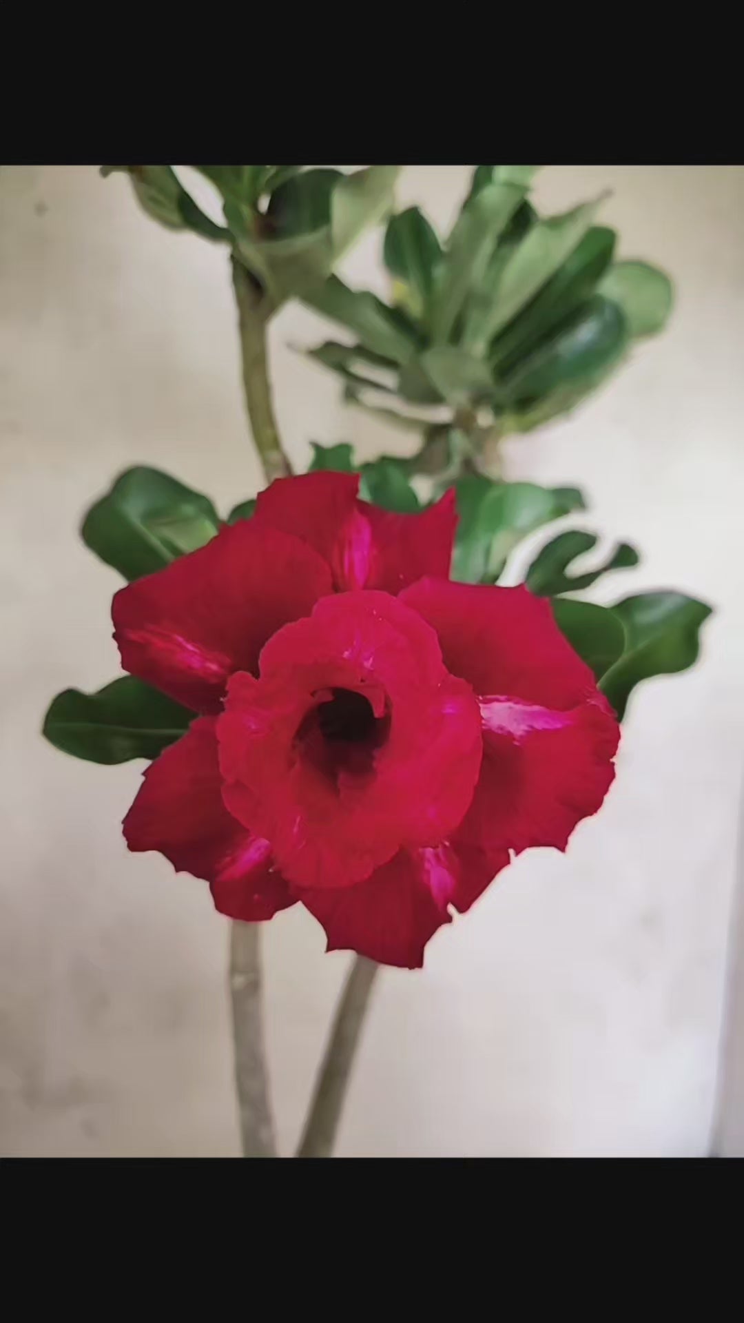 Planta Dobrada 3823 – 35cm – 03 anos