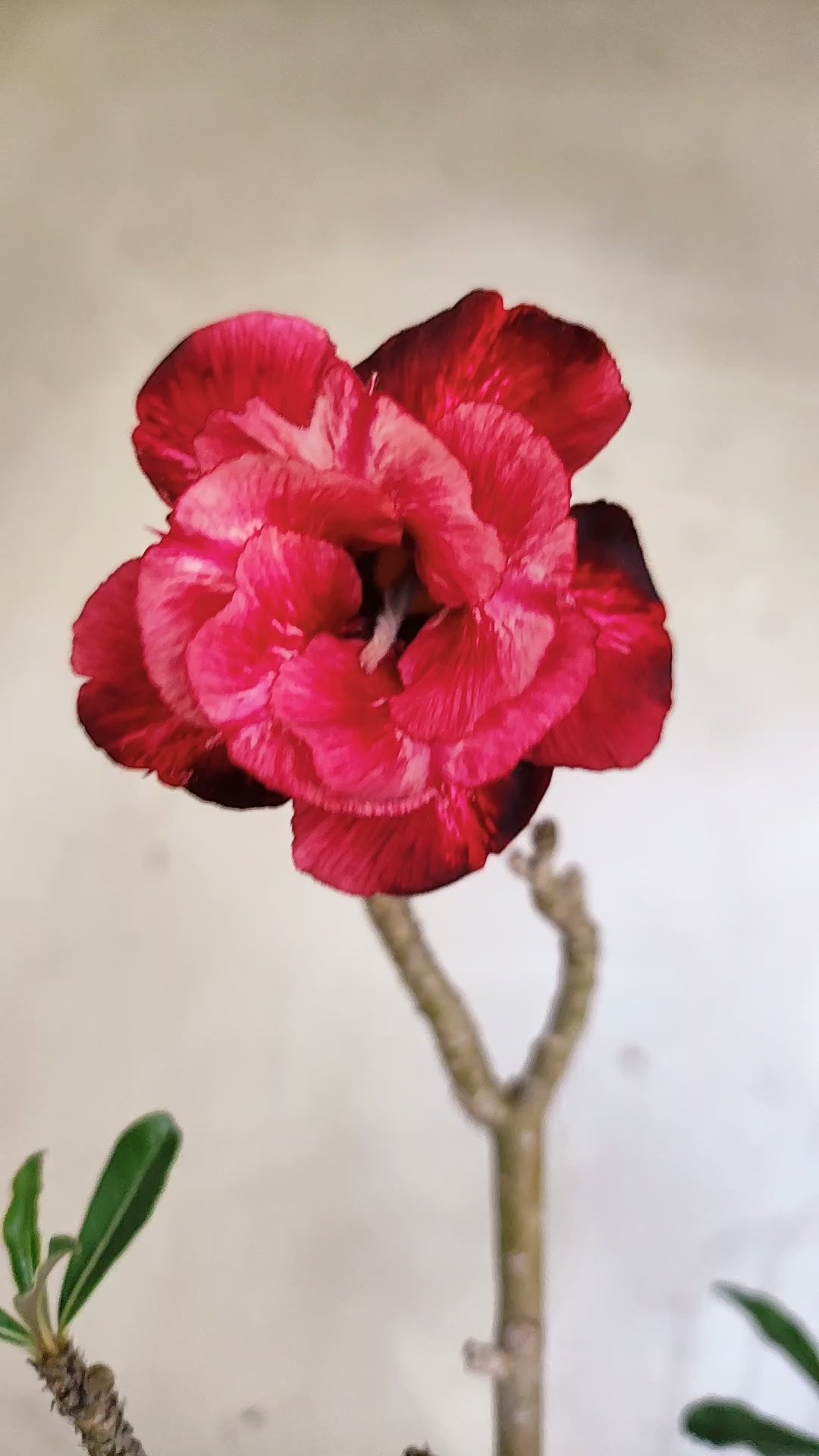 Planta Dobrada 3983 – 35cm – 03 anos