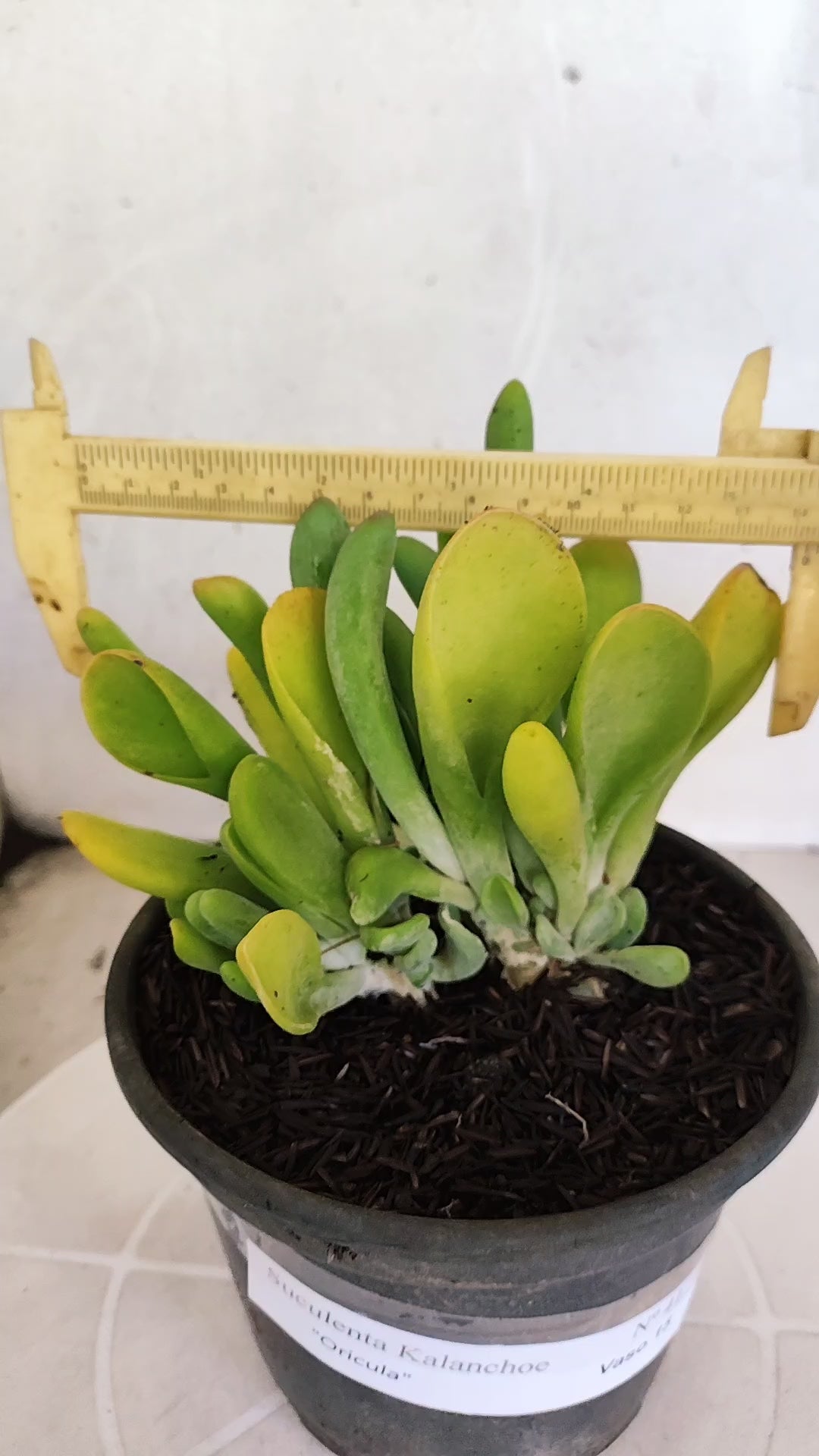 Suculenta Kalanchoe "Oricula" Nº 41 - Vaso 15