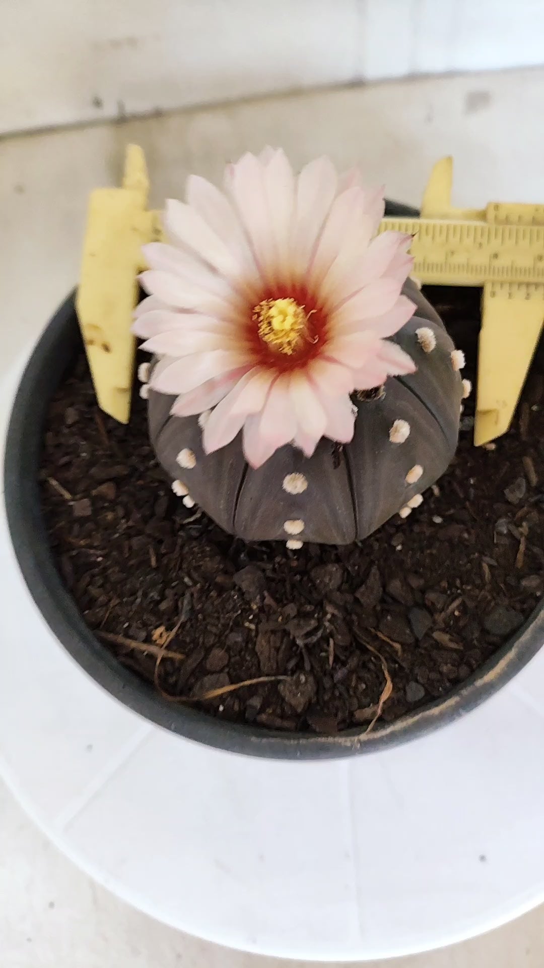 ASTROPHYTUM ASTERIAS STAR SHAPE "Purple AKABANA"Nº 1338  – vaso 15